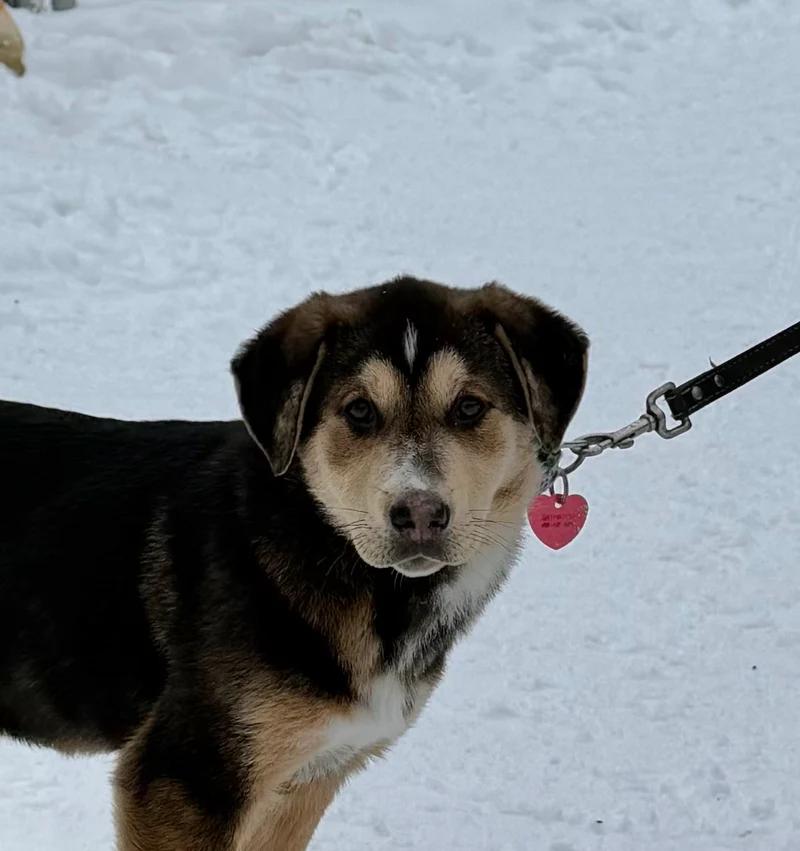 Enlarge Rita, an adopted mixed breed in Pointe-Fortune, QC image 2/3