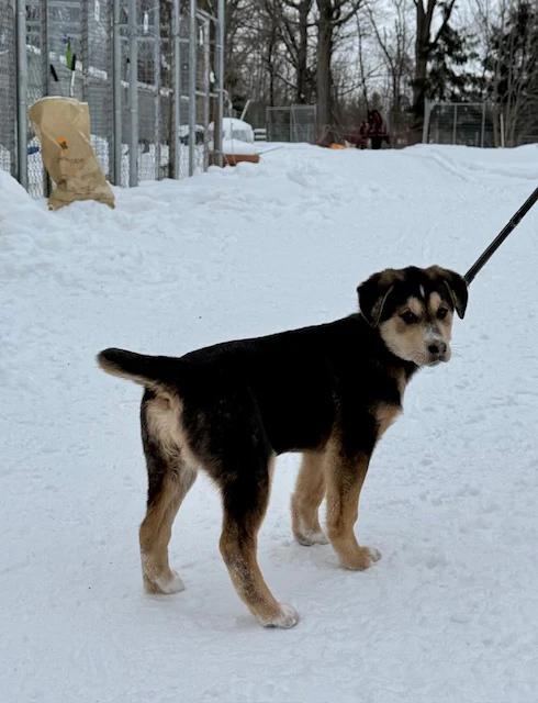 Enlarge Rita, an adopted mixed breed in Pointe-Fortune, QC image 3/3