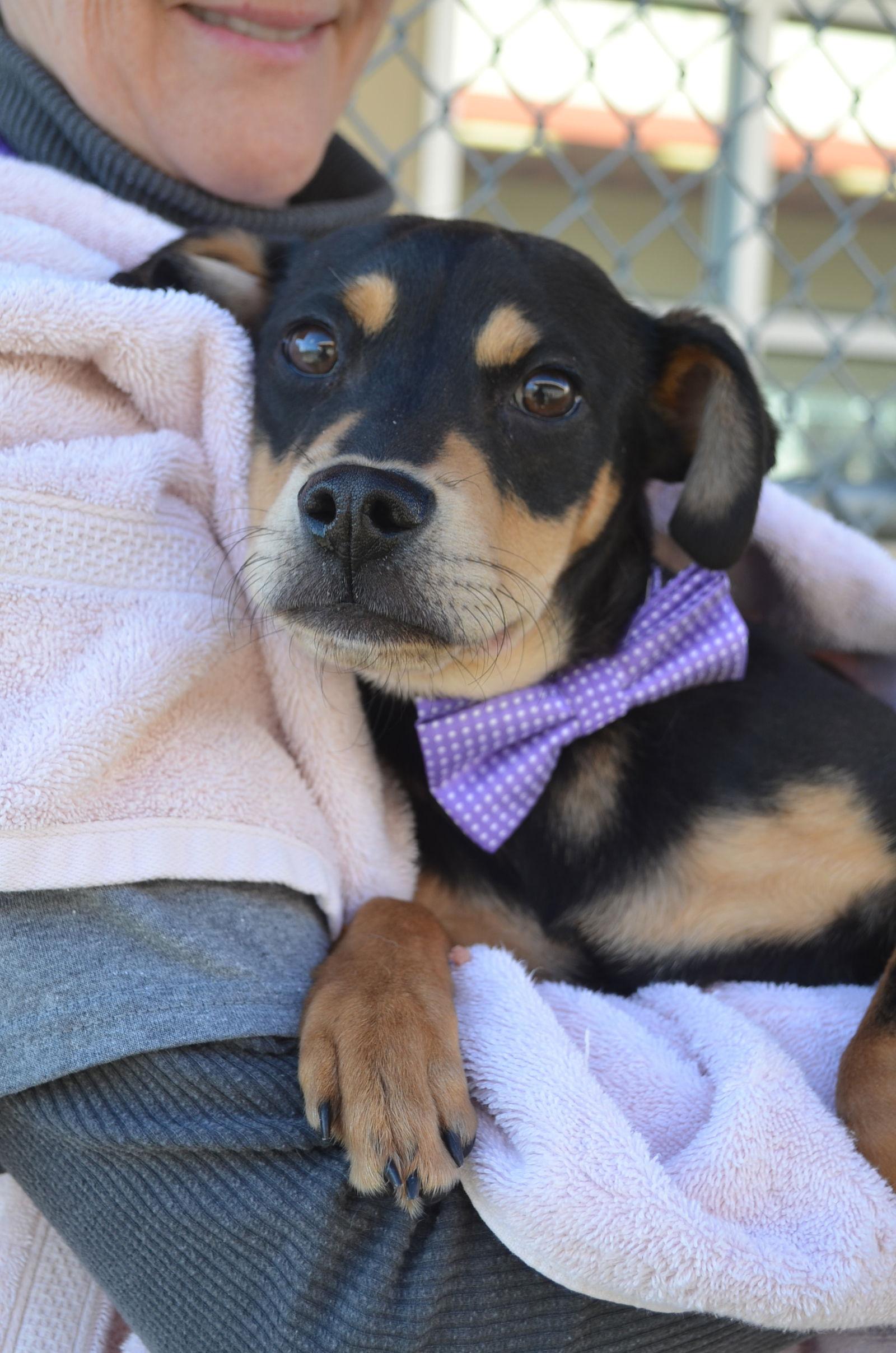 Enlarge Cheddar, a Adopted Mixed Breed in McKinney, TX image 1/2