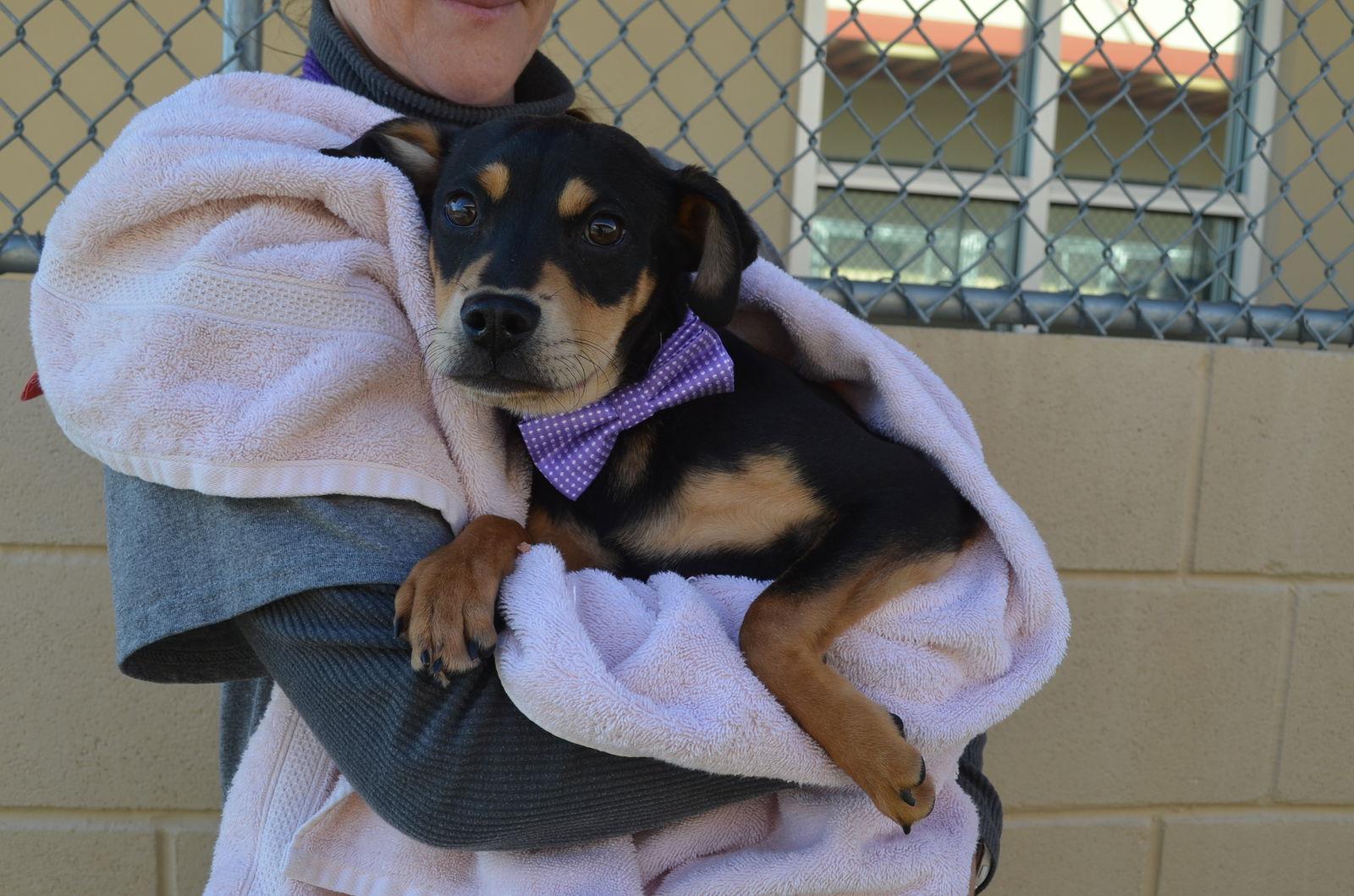 Enlarge Cheddar, a Adopted Mixed Breed in McKinney, TX image 2/2