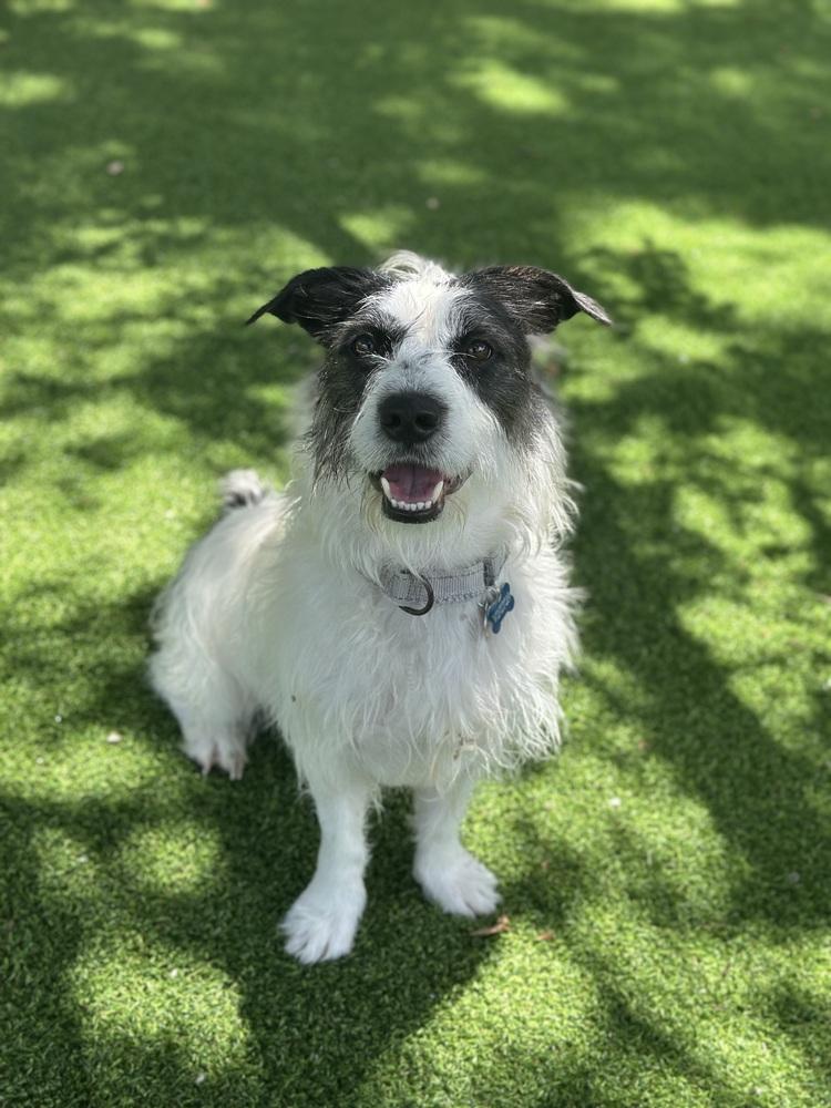 Cash (Winston), a Adoptable Terrier in Lakeland, FL image 1/6