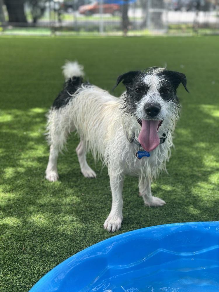 Cash (Winston), a Adoptable Terrier in Lakeland, FL image 2/6