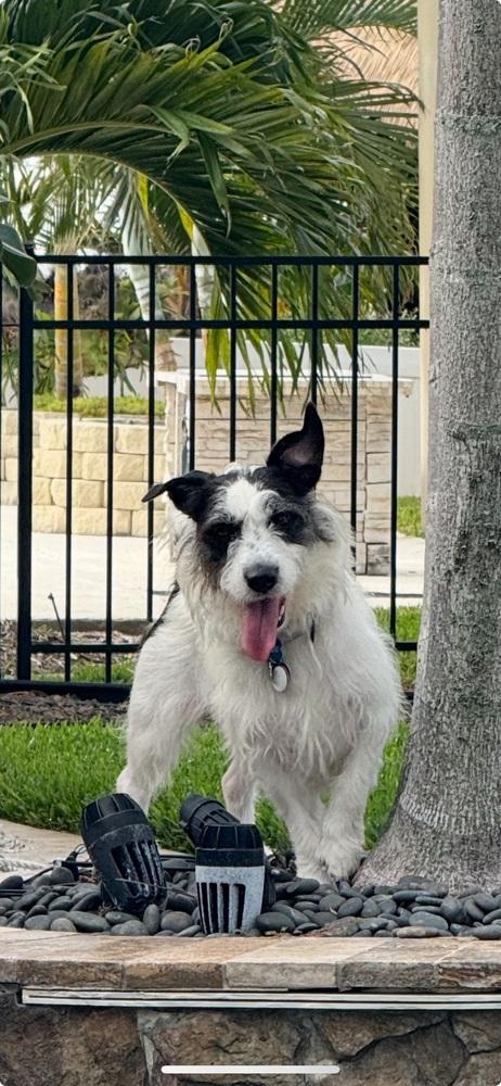 Cash (Winston), a Adoptable Terrier in Lakeland, FL image 3/6