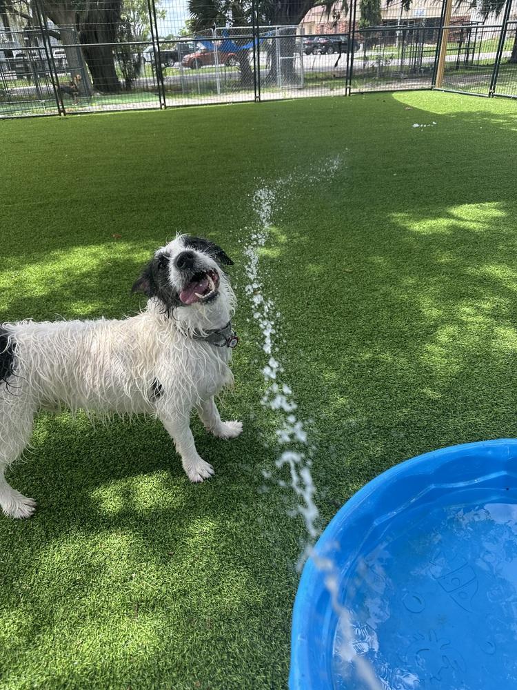 Cash (Winston), a Adoptable Terrier in Lakeland, FL image 4/6