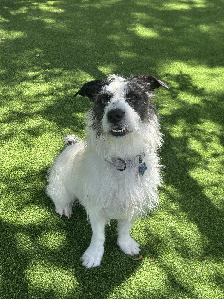 Cash (Winston), a Adoptable Terrier in Lakeland, FL image 5/6
