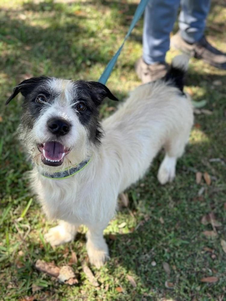 Cash (Winston), a Adoptable Terrier in Lakeland, FL image 6/6