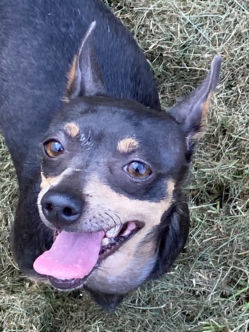 Loretta , Adopted, Senior Female Chihuahua.