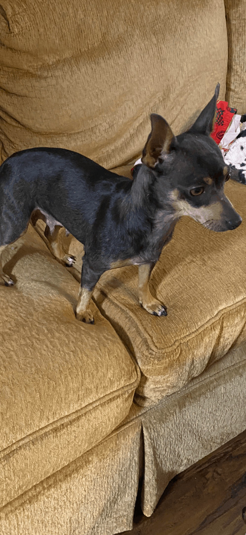 Enlarge Loretta , a Adopted Chihuahua in Calera, AL image 3/6