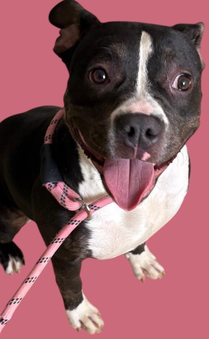 Enlarge Clara, a ADOPTABLE mixed breed in New Castle, IN image 1/1