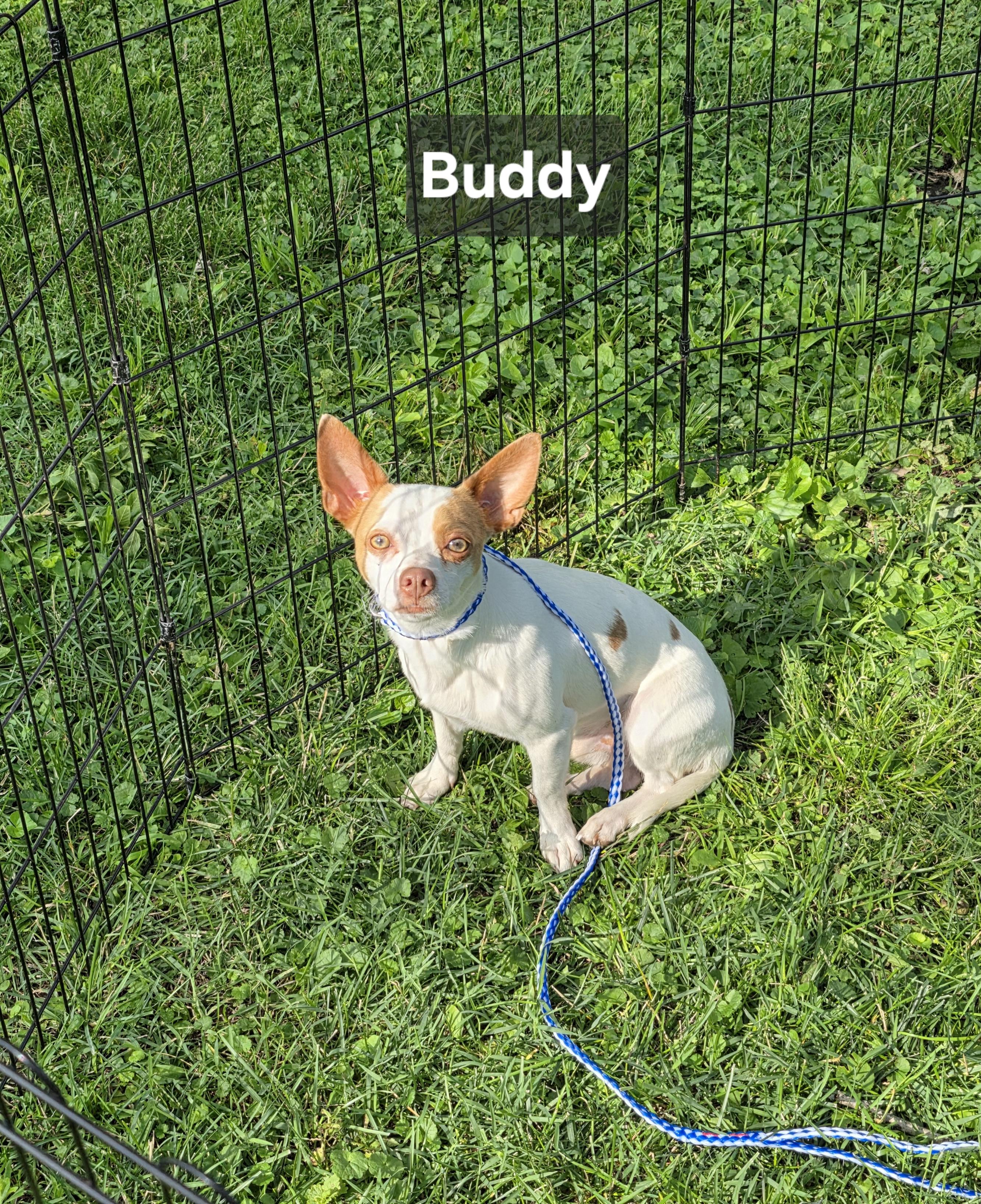 Enlarge Buddy, an adopted Chihuahua in Wever, IA image 2/5