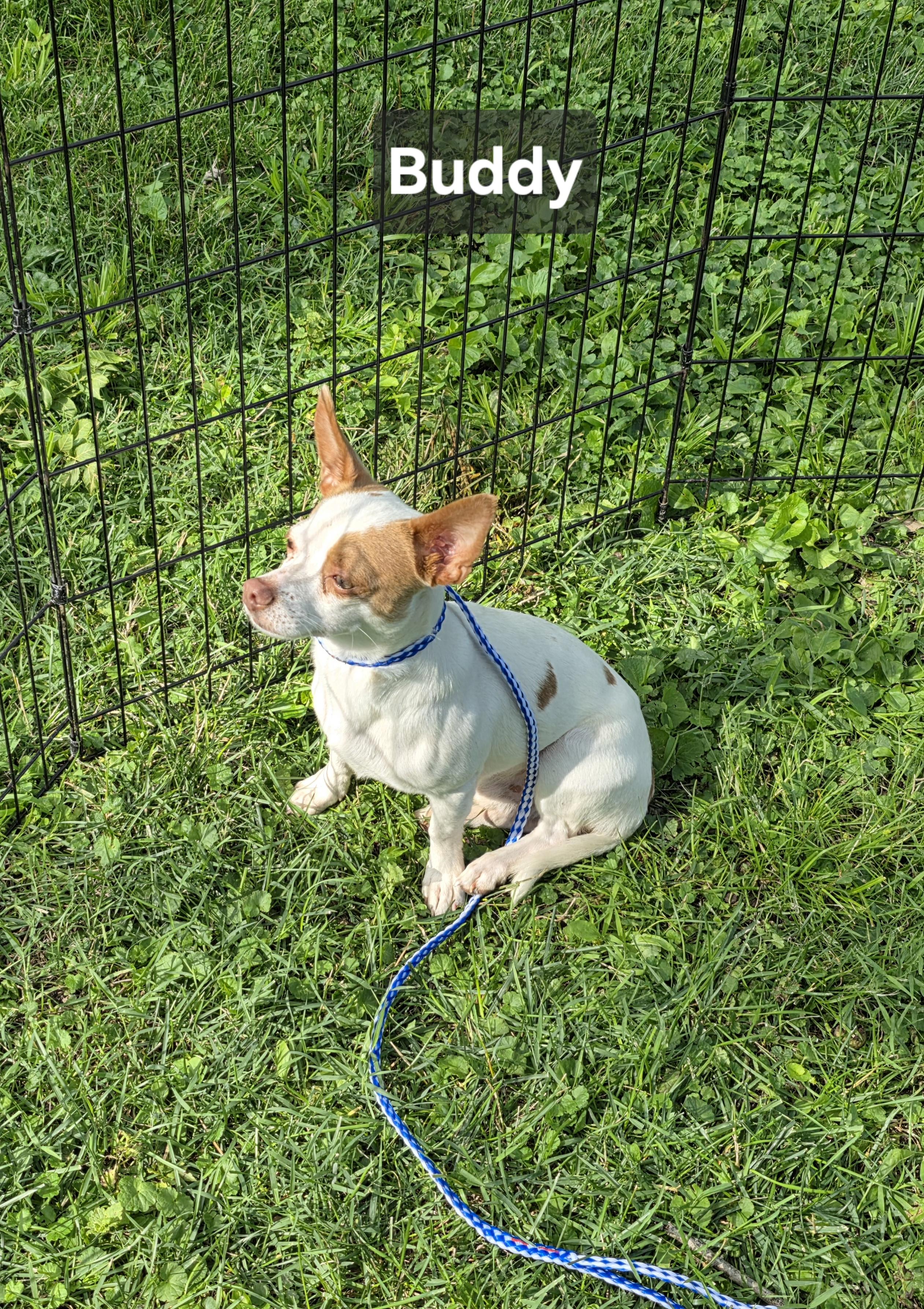 Buddy, adopted, Young Male Chihuahua.