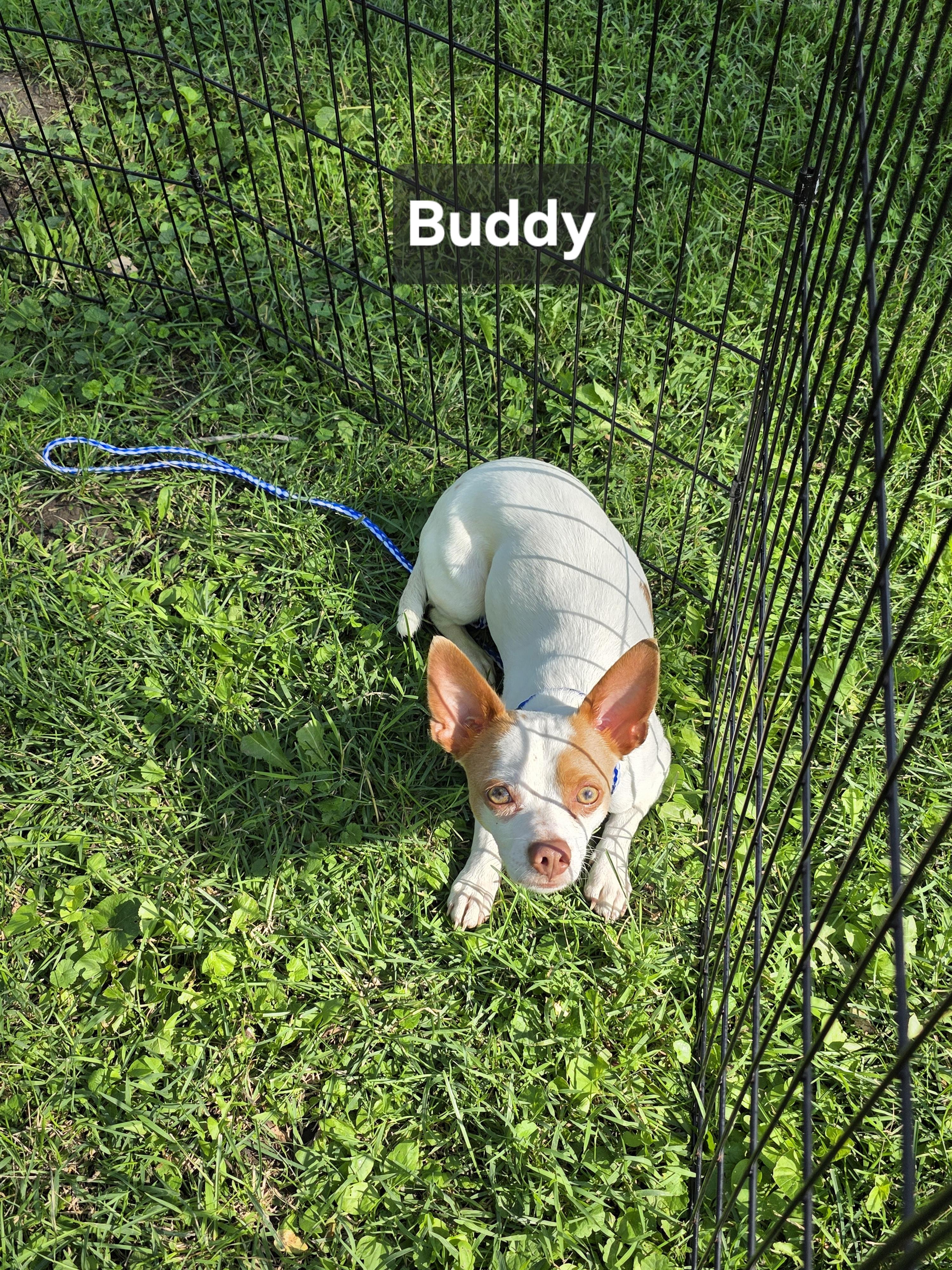 Enlarge Buddy, an adopted Chihuahua in Wever, IA image 4/5