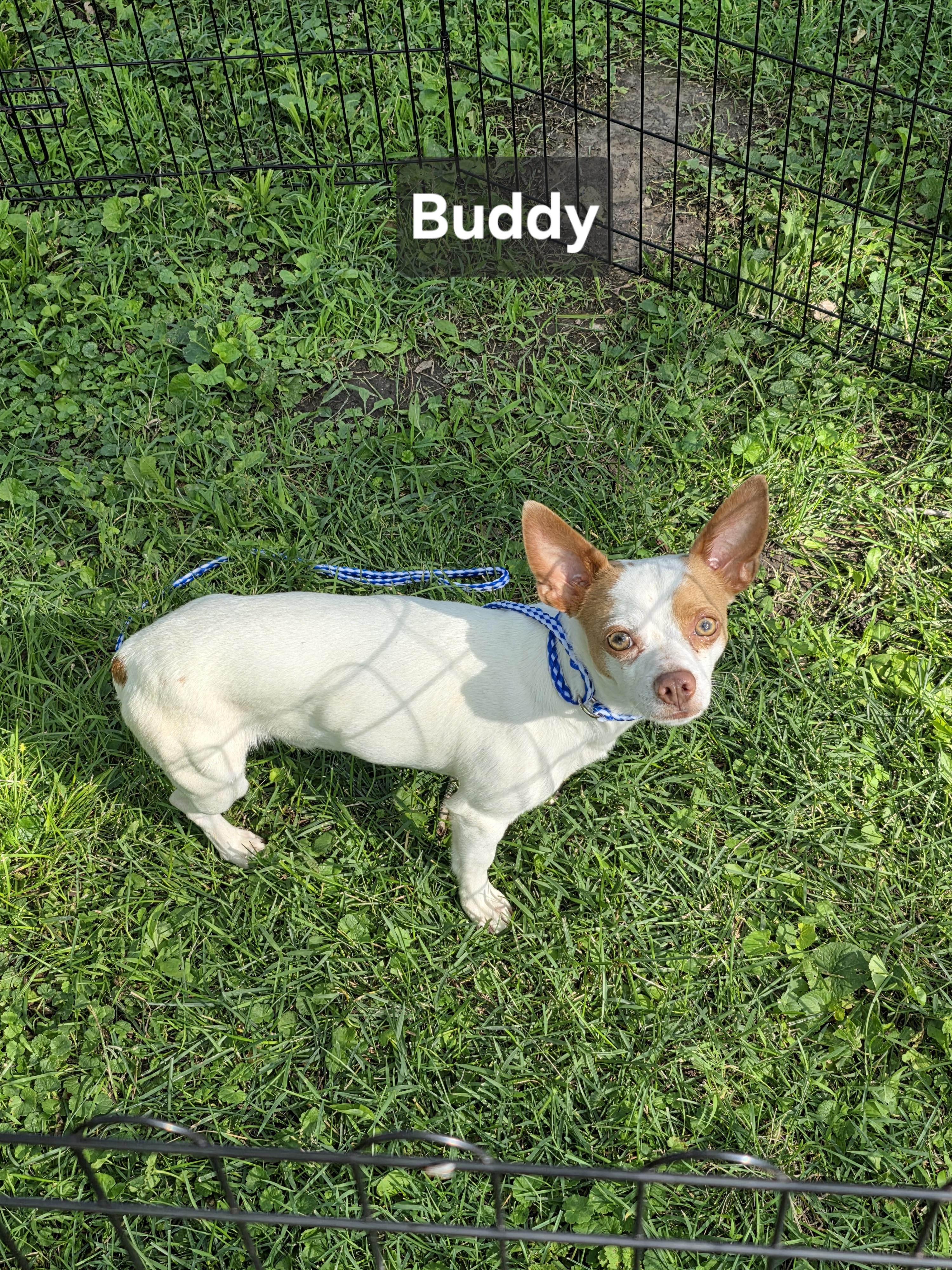 Enlarge Buddy, an adopted Chihuahua in Wever, IA image 5/5