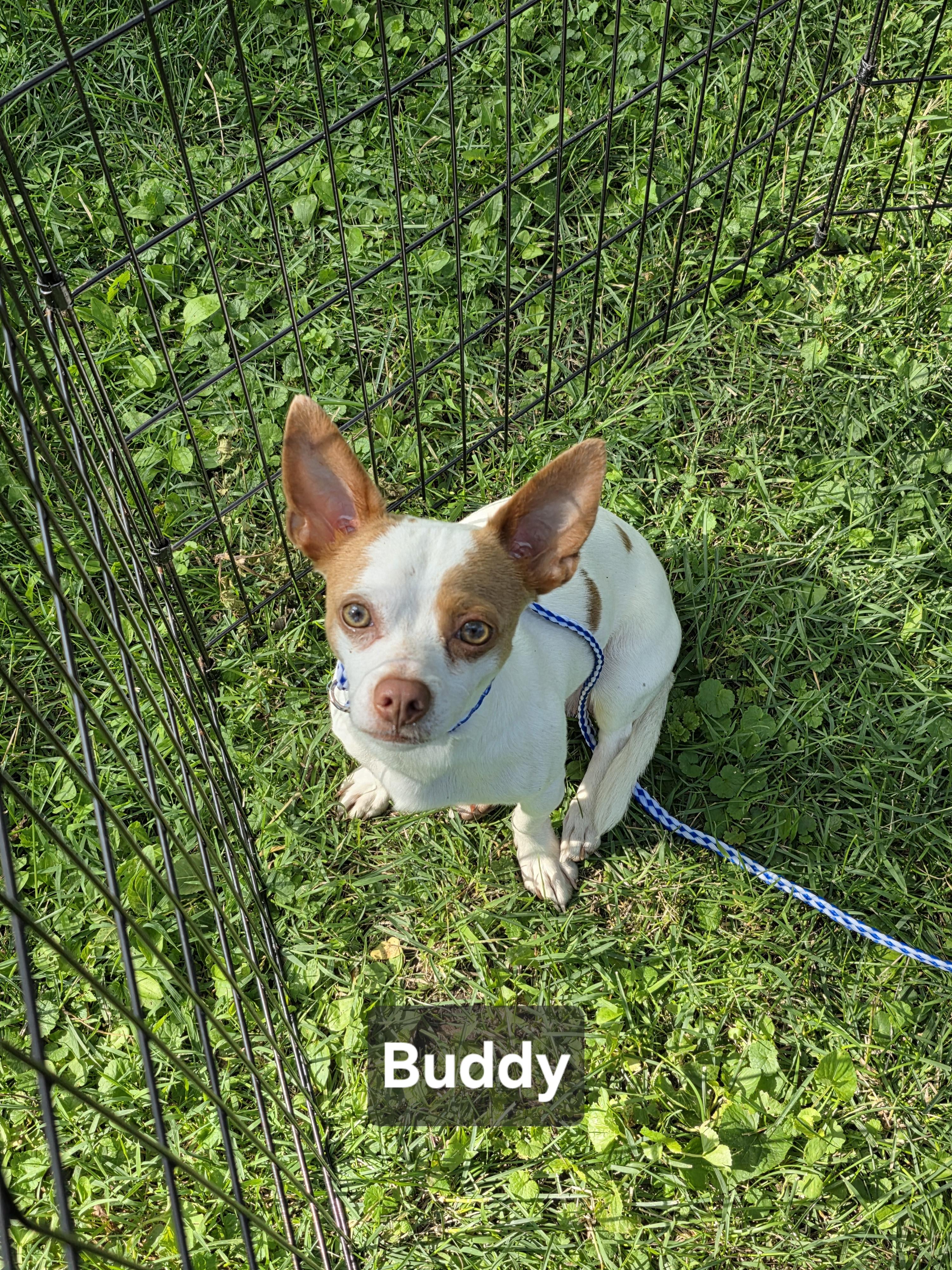 Enlarge Buddy, an adopted Chihuahua in Wever, IA image 3/5