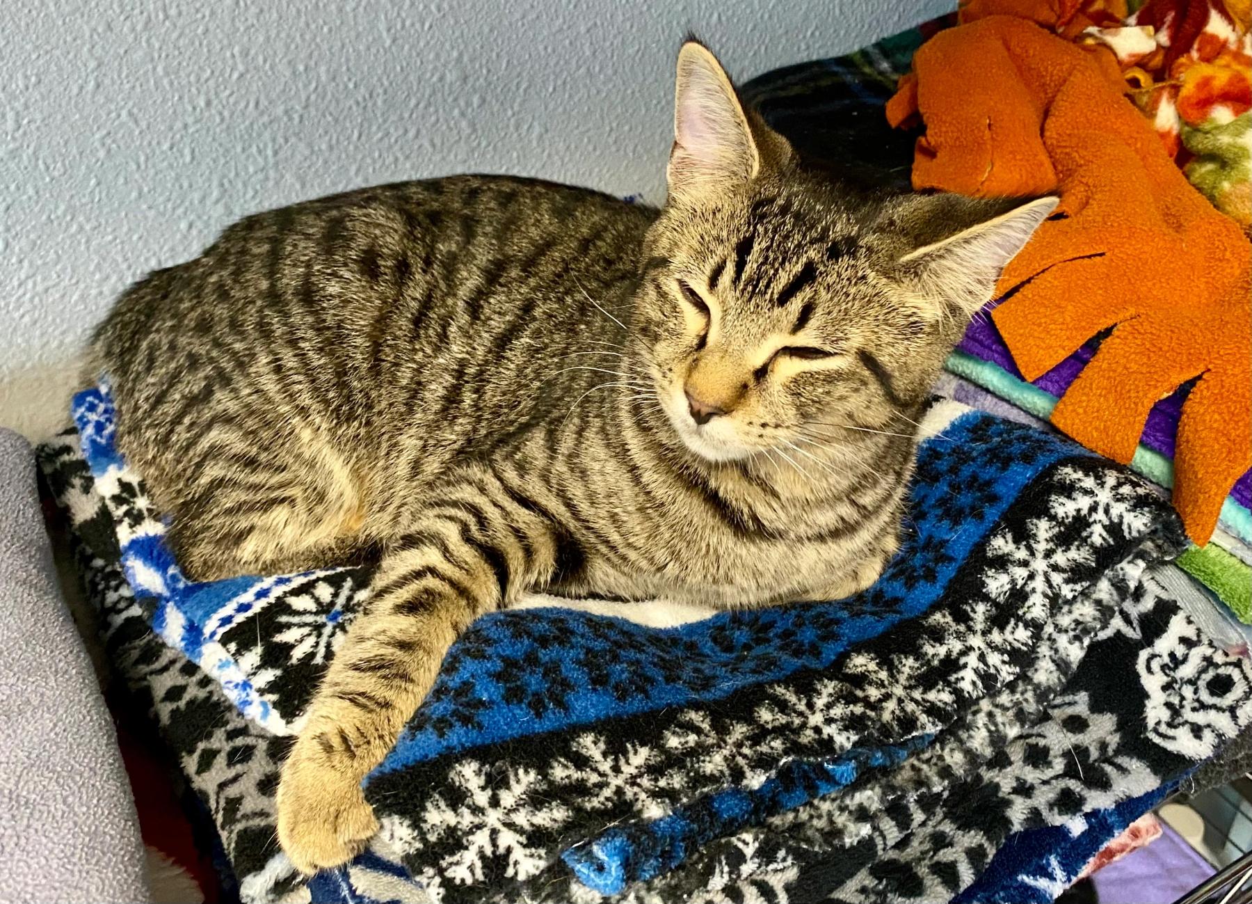 Gabriel, an adoptable Domestic Short Hair in Tillamook, OR, 97141 | Photo Image 2