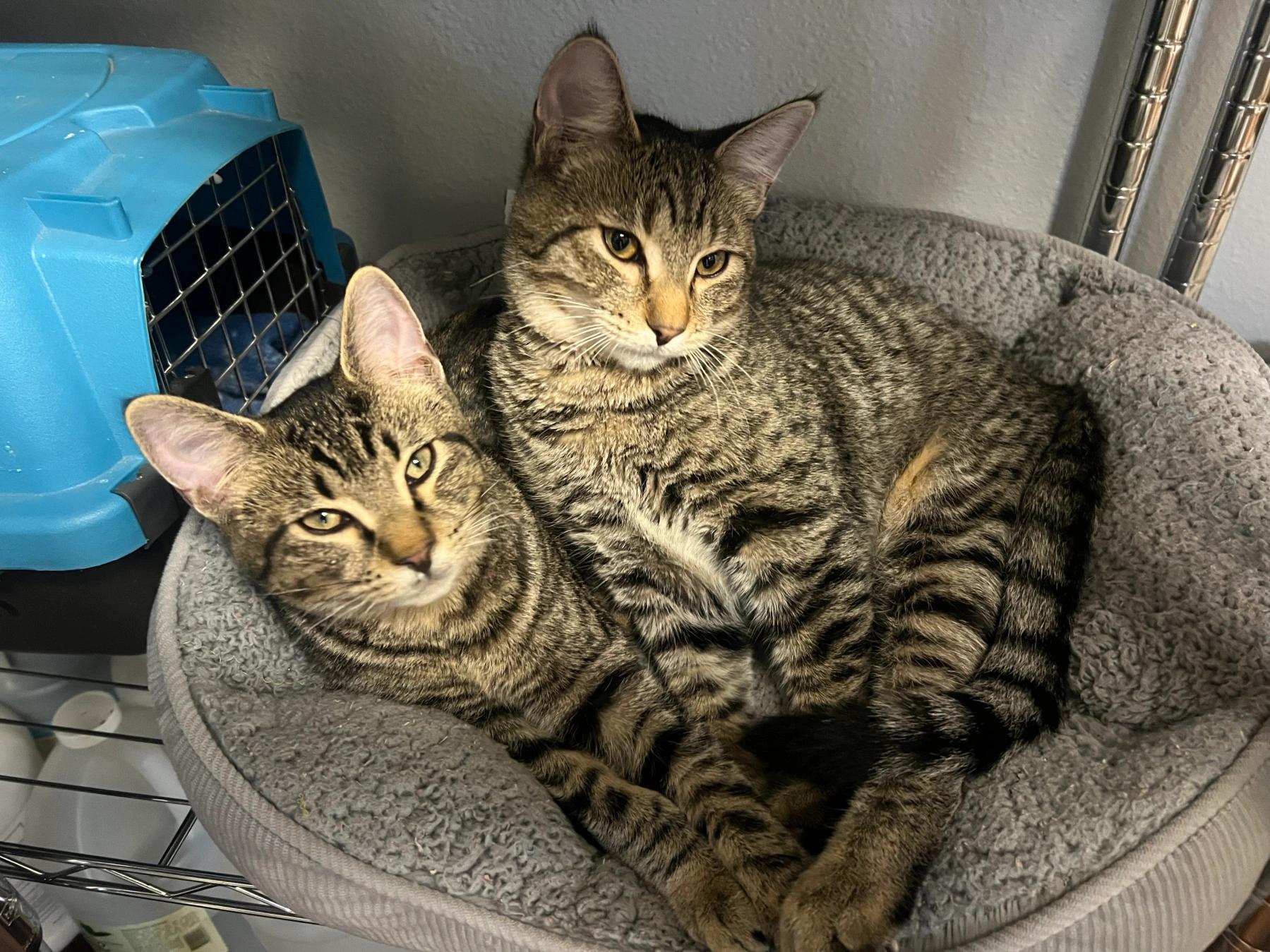Gabriel, an adoptable Domestic Short Hair in Tillamook, OR, 97141 | Photo Image 4
