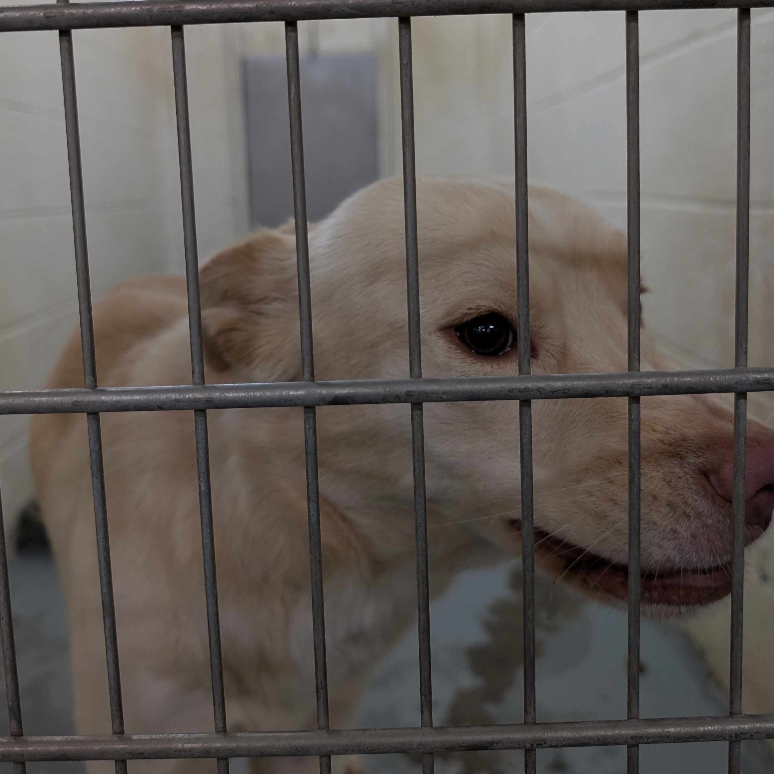 Enlarge 188598 Fawn , a ADOPTABLE Labrador Retriever in Ravenna, OH image 4/4