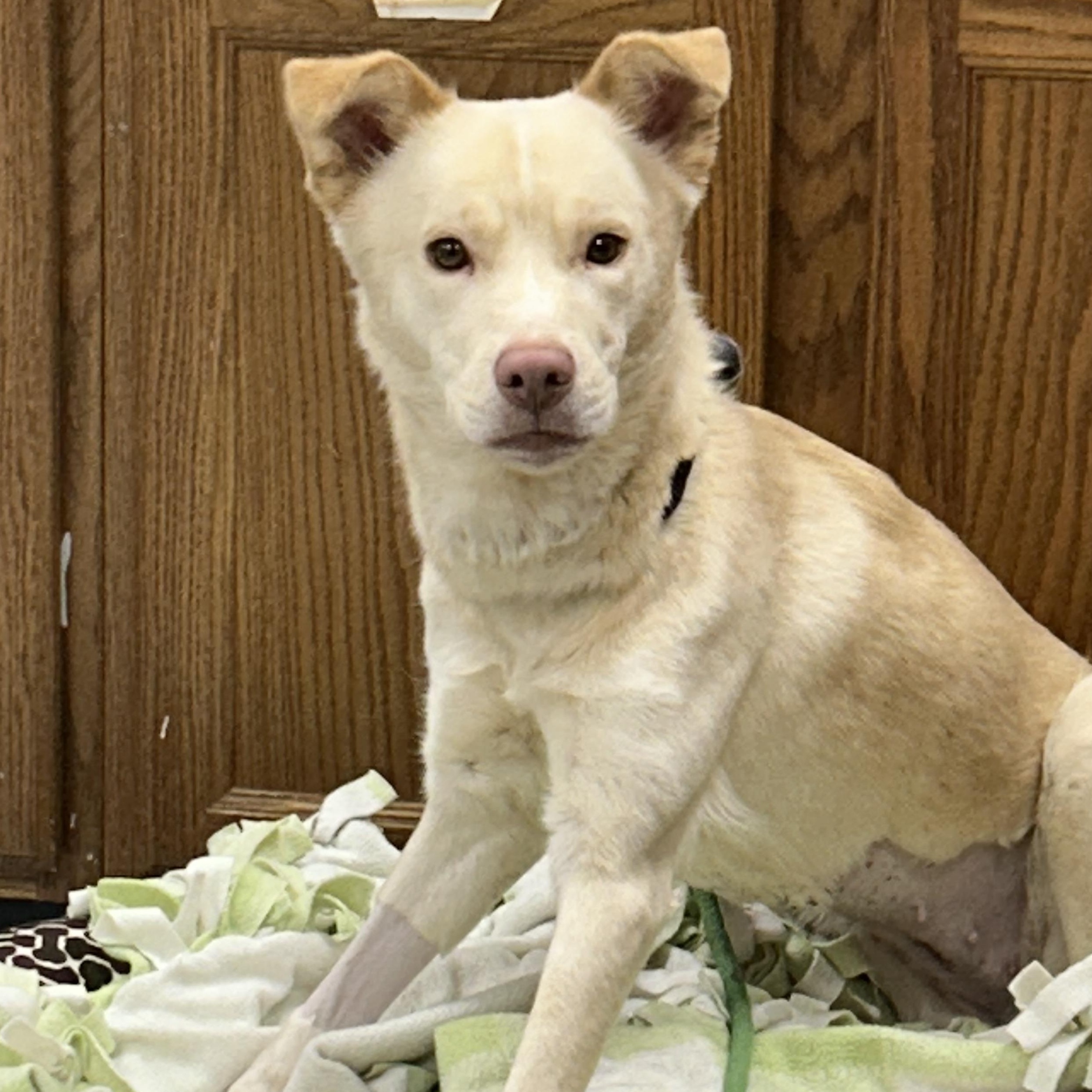 188598 Fawn , ADOPTABLE, Adult Female Labrador Retriever.