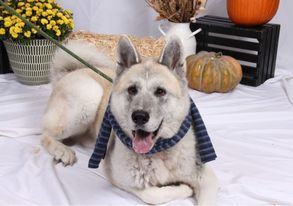 Gregor, an adoptable Akita in Terre Haute, IN, 47802 | Photo Image 1