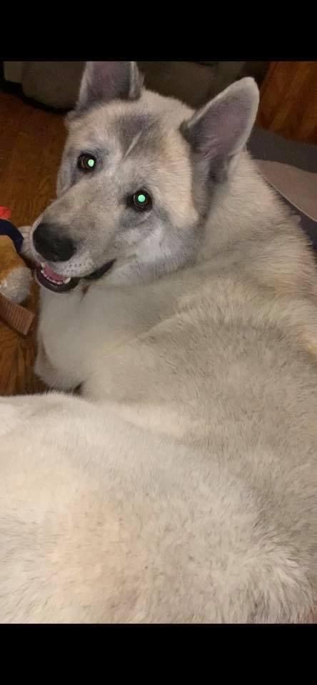 Gregor, an adoptable Akita in Terre Haute, IN, 47802 | Photo Image 4