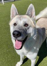 Gregor, an adoptable Akita in Terre Haute, IN, 47802 | Photo Image 3