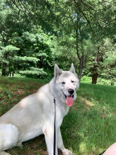 Gregor, an adoptable Akita in Terre Haute, IN, 47802 | Photo Image 6
