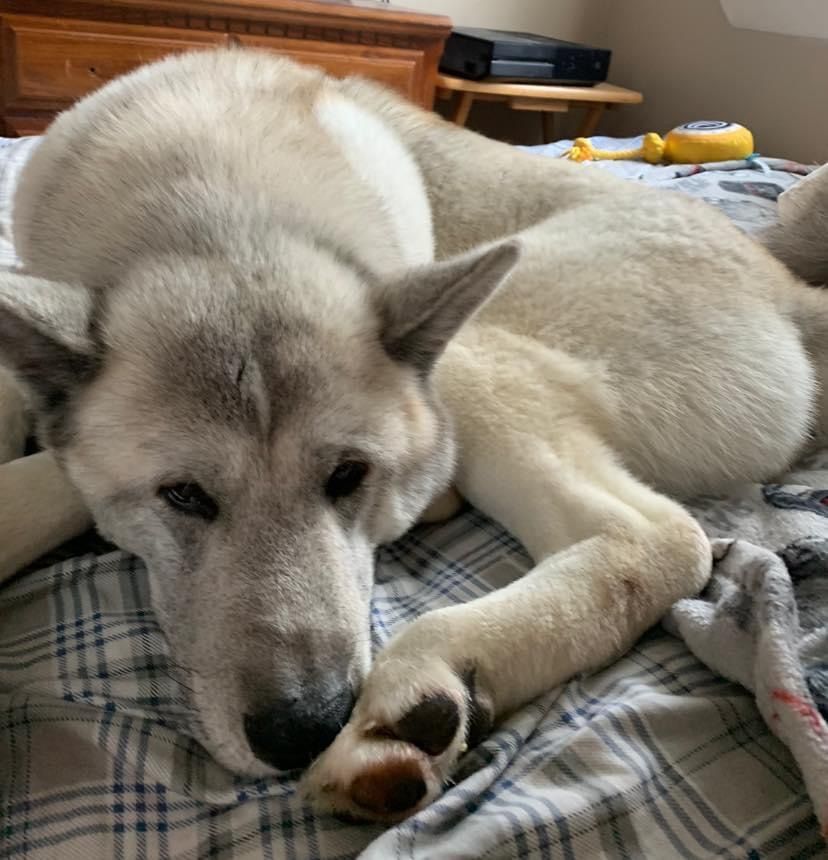 Gregor, an adoptable Akita in Terre Haute, IN, 47802 | Photo Image 5