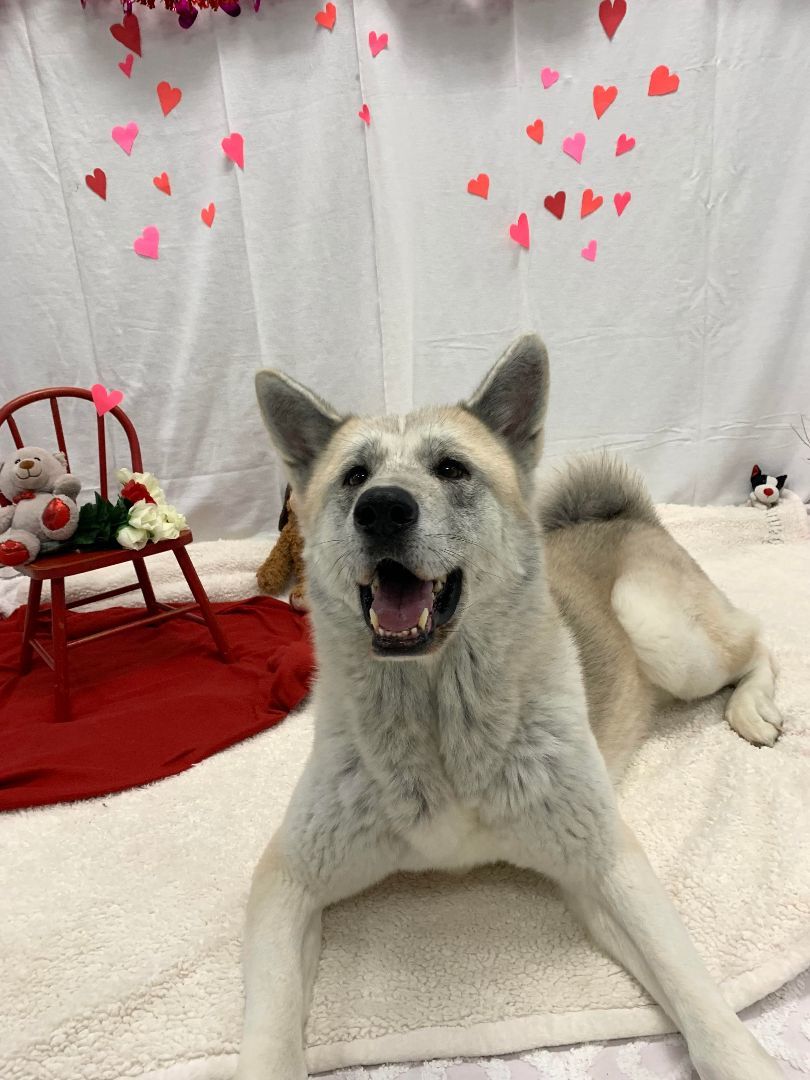 Gregor, an adoptable Akita in Terre Haute, IN, 47802 | Photo Image 2