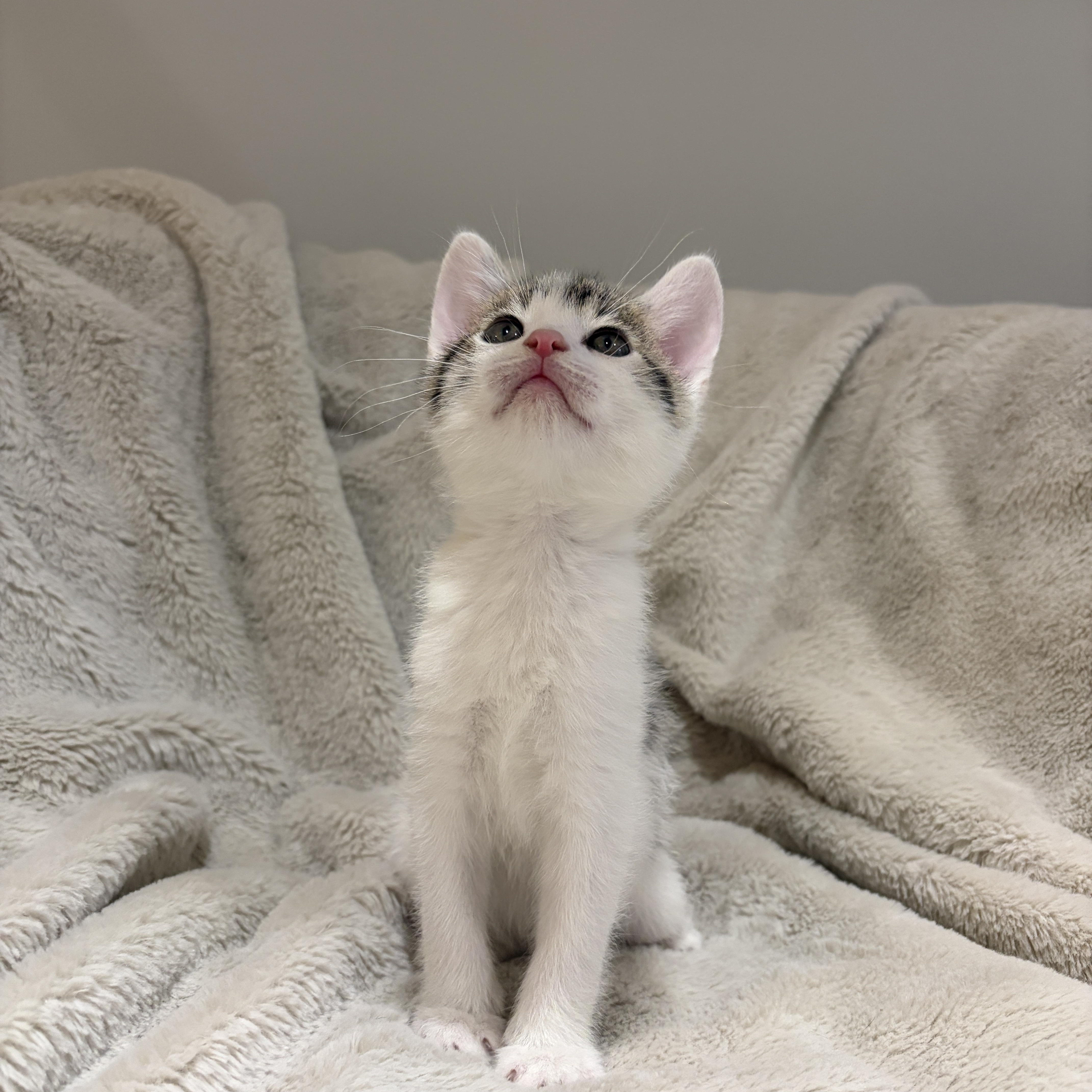 Enlarge Louie, a ADOPTABLE American Shorthair in Wadsworth, IL image 3/4