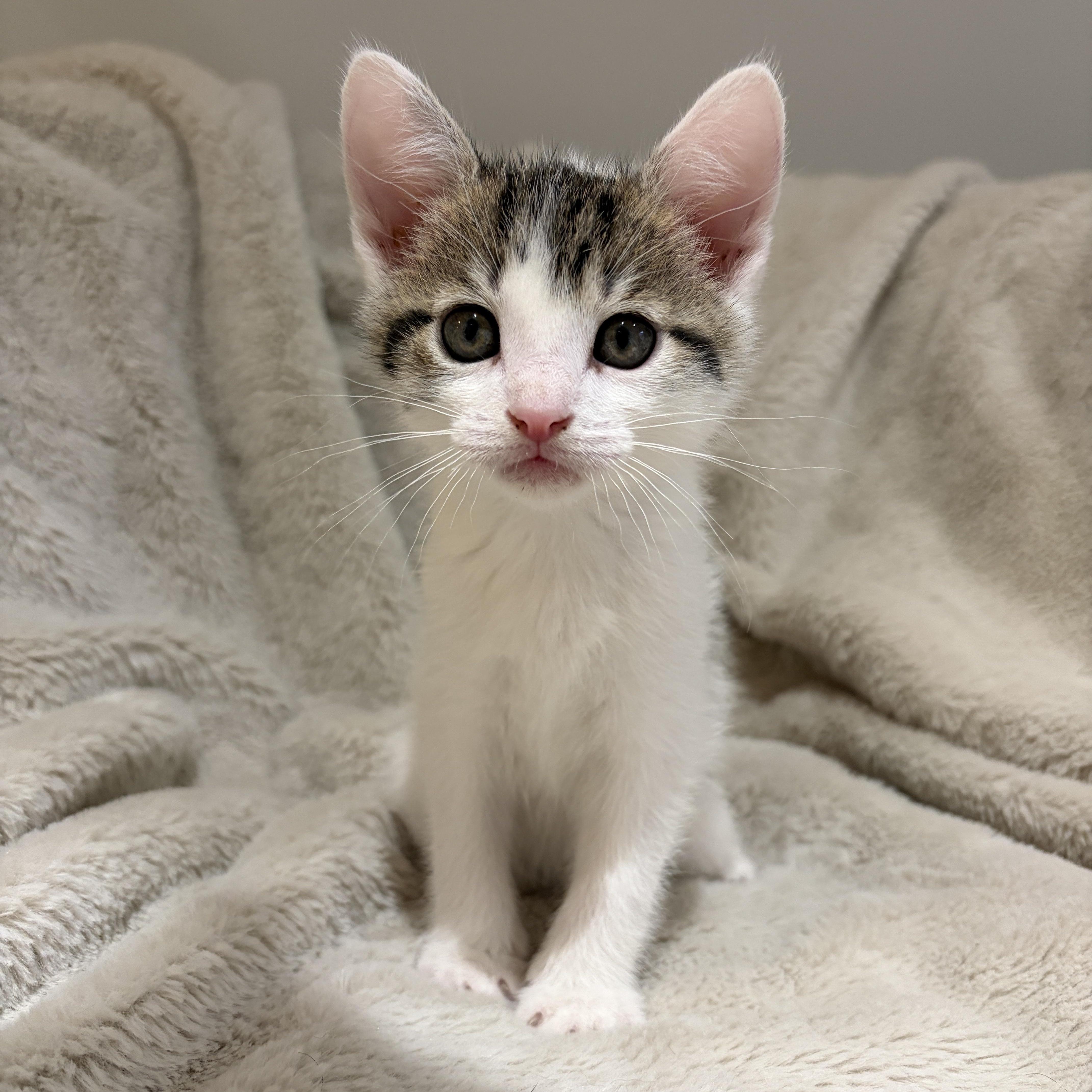 Louie, ADOPTABLE, Kitten Male American Shorthair.