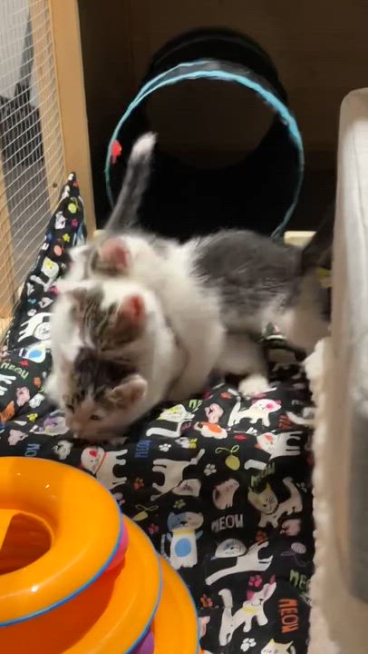 Enlarge Louie, a ADOPTABLE American Shorthair in Wadsworth, IL video 2/4