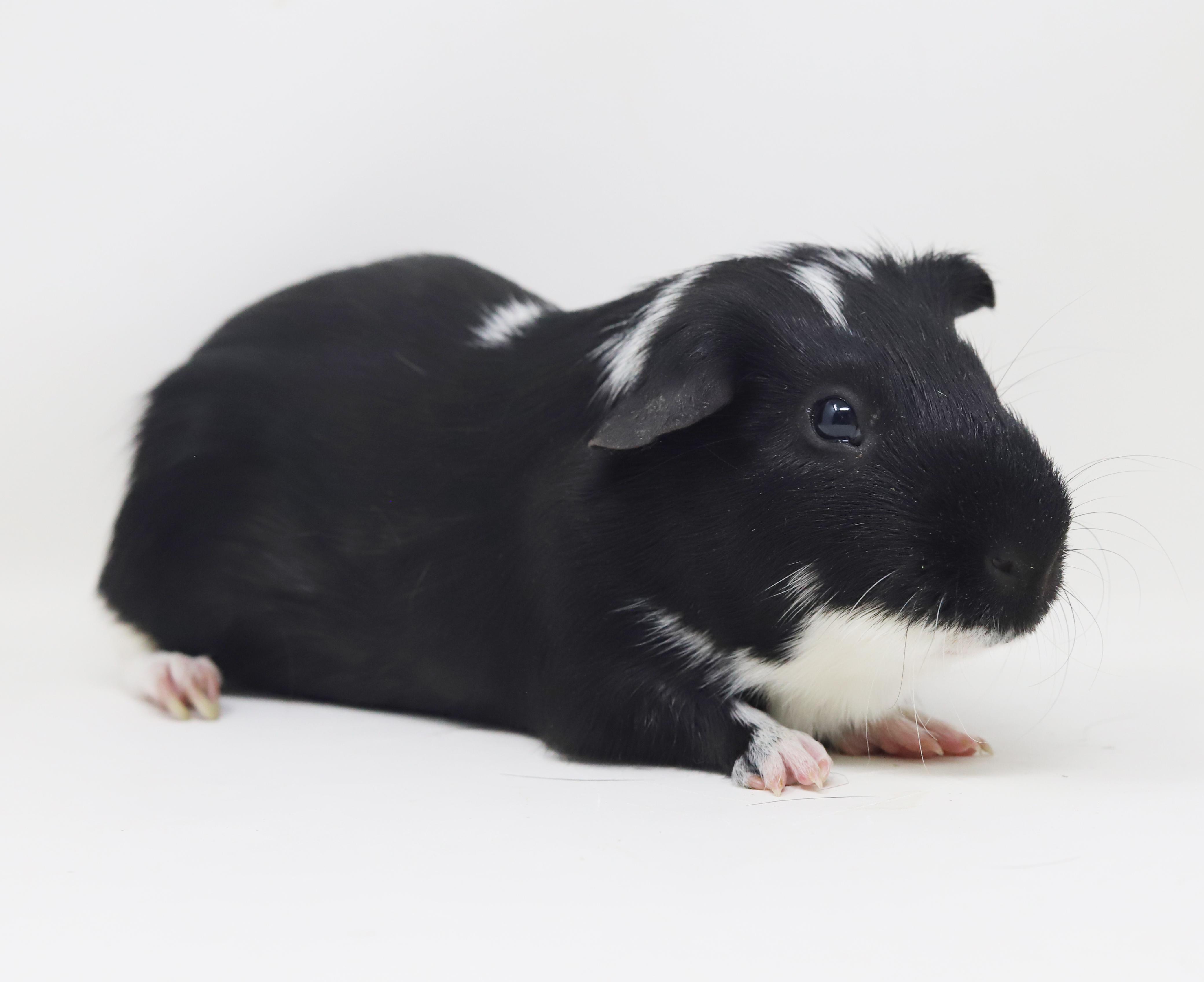 Enlarge Mr Bubbles - our senior Golden Bachelor is looking for love!  CAN BE SOLO TOO!!  Super FRIENDLY!!, a ADOPTABLE Guinea Pig in Bedford Hills, NY image 5/6