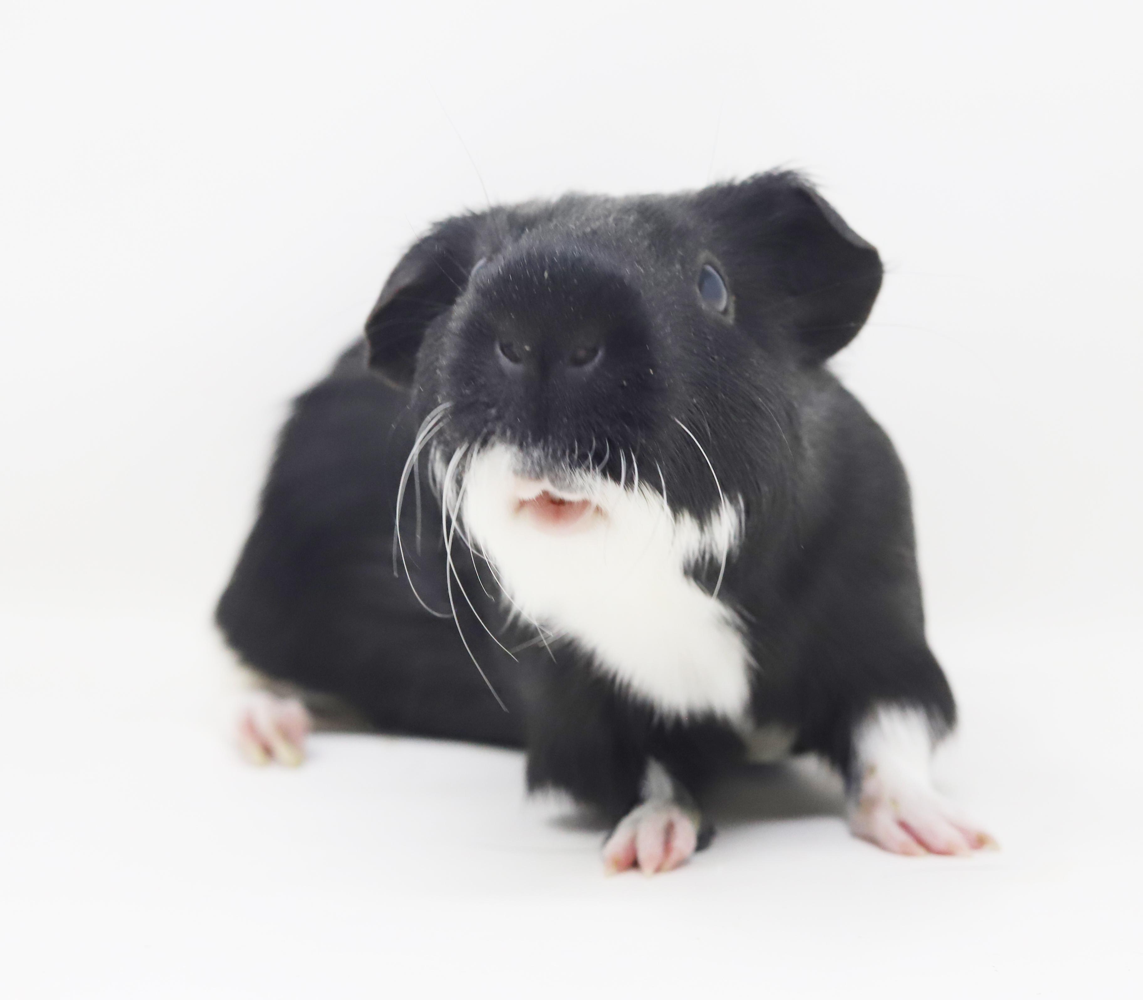 Enlarge Mr Bubbles - our senior Golden Bachelor is looking for love!  CAN BE SOLO TOO!!  Super FRIENDLY!!, a ADOPTABLE Guinea Pig in Bedford Hills, NY image 3/6