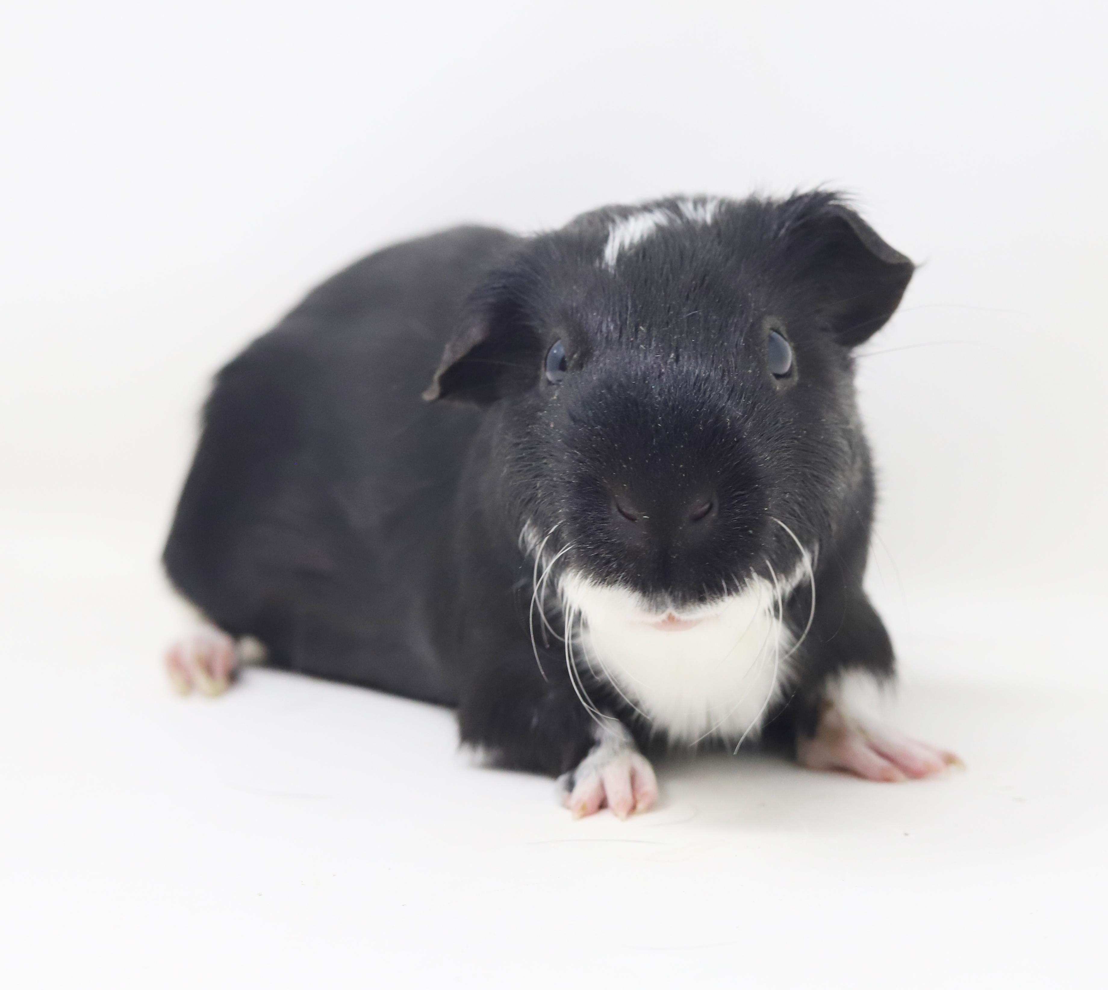 Enlarge Mr Bubbles - our senior Golden Bachelor is looking for love!  CAN BE SOLO TOO!!  Super FRIENDLY!!, a ADOPTABLE Guinea Pig in Bedford Hills, NY image 2/6