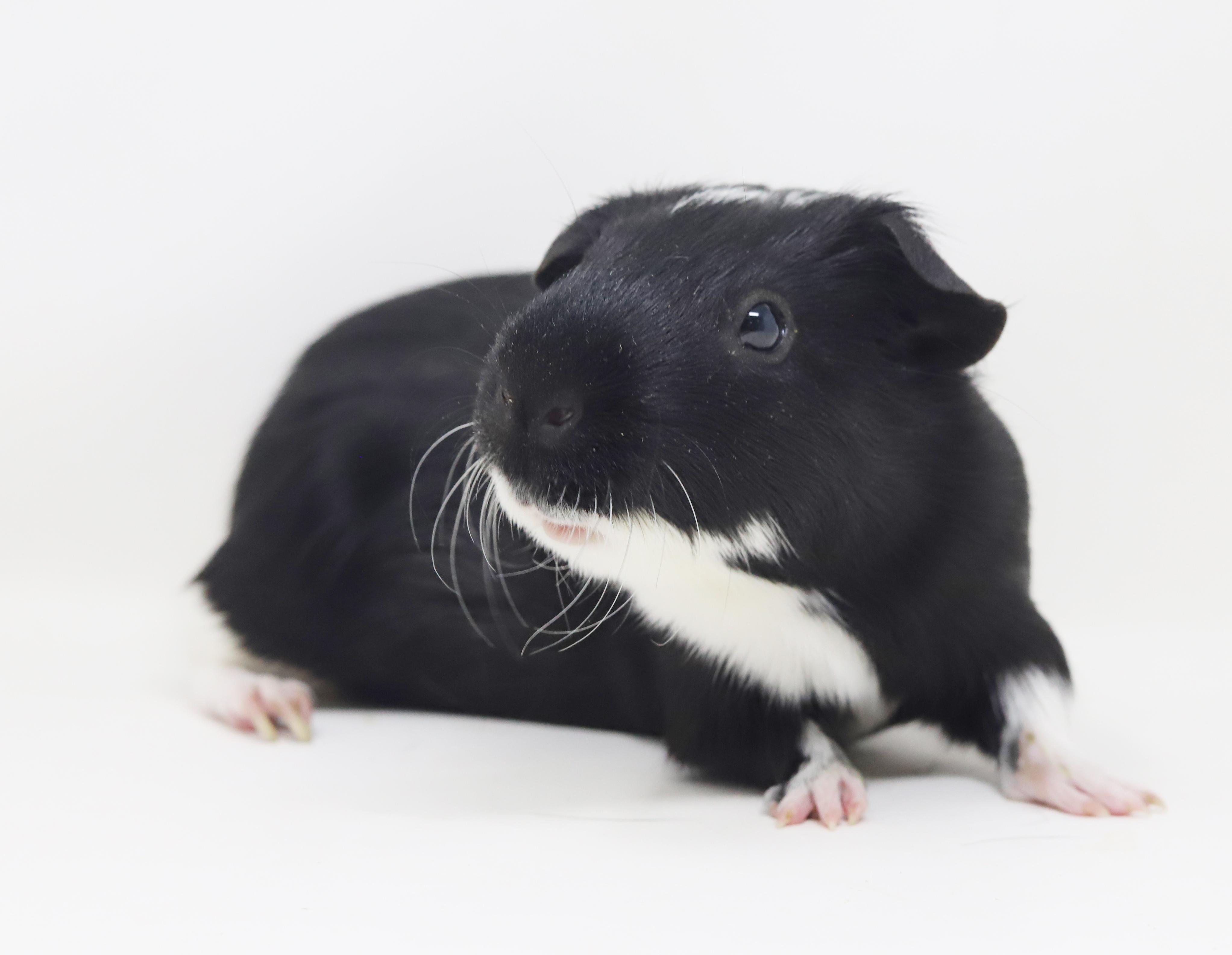 Enlarge Mr Bubbles - our senior Golden Bachelor is looking for love!  CAN BE SOLO TOO!!  Super FRIENDLY!!, a ADOPTABLE Guinea Pig in Bedford Hills, NY image 6/6