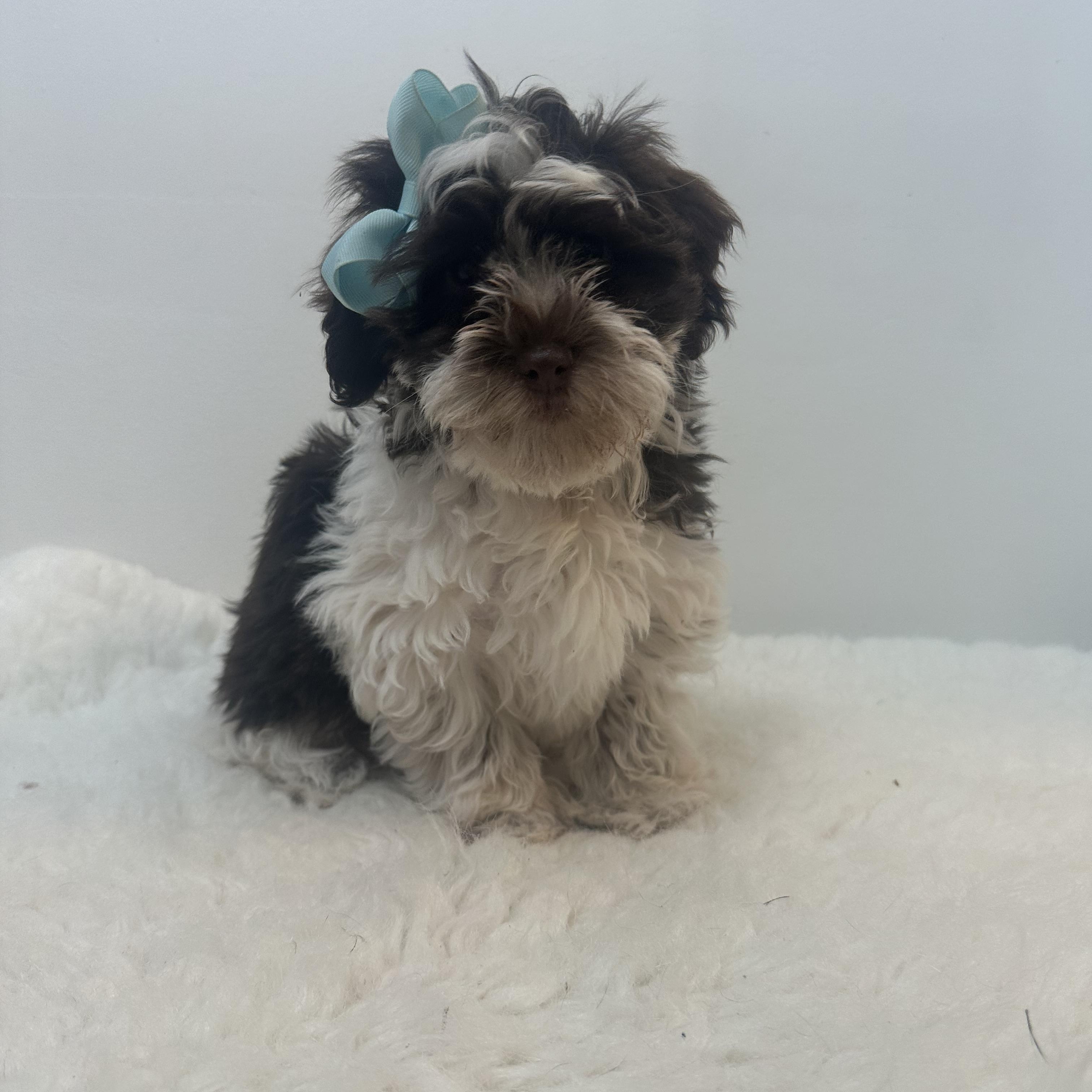 Geneva , ADOPTABLE, Puppy Female Shih poo.