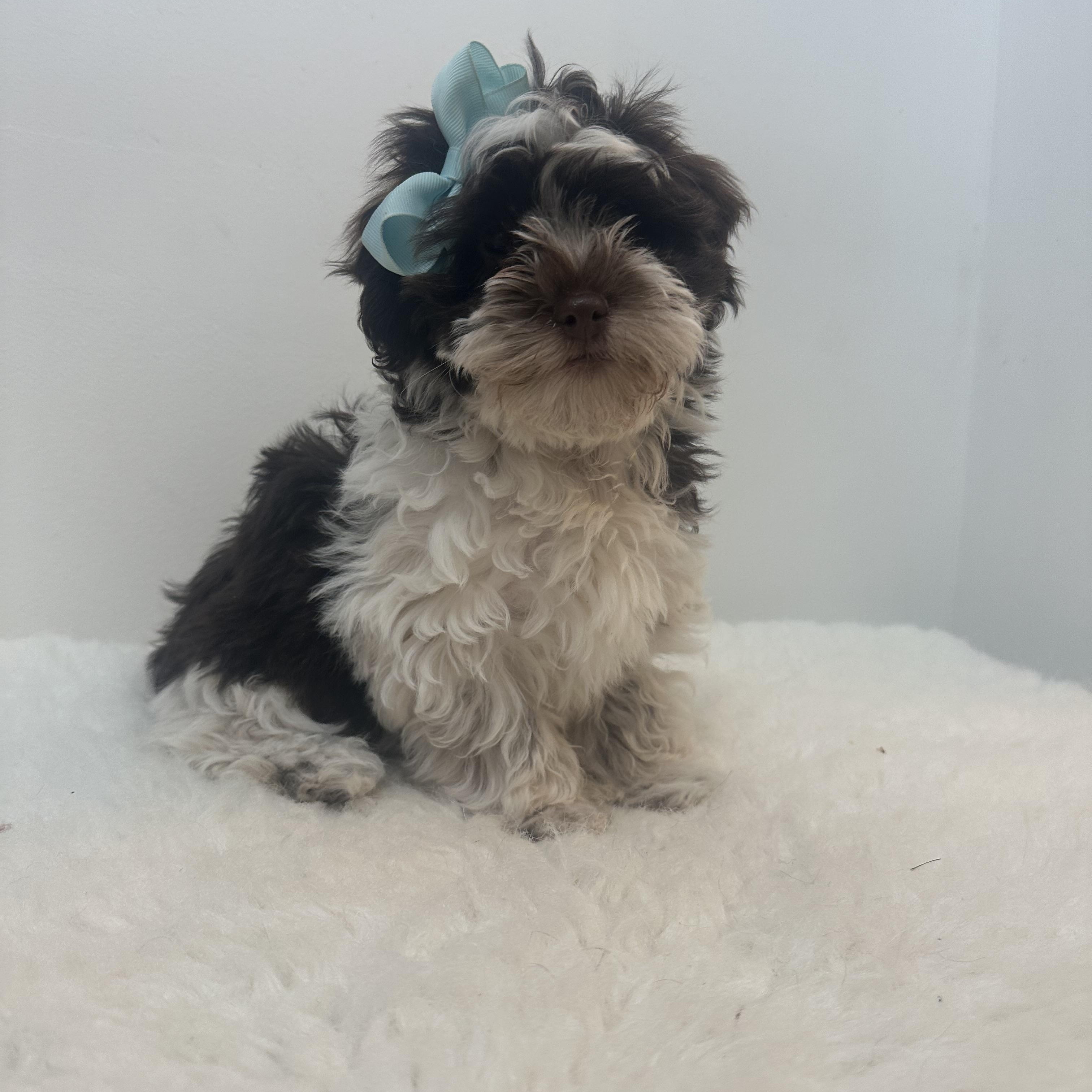 Geneva , a ADOPTABLE Shih poo in Wrightstown, NJ image 2/6