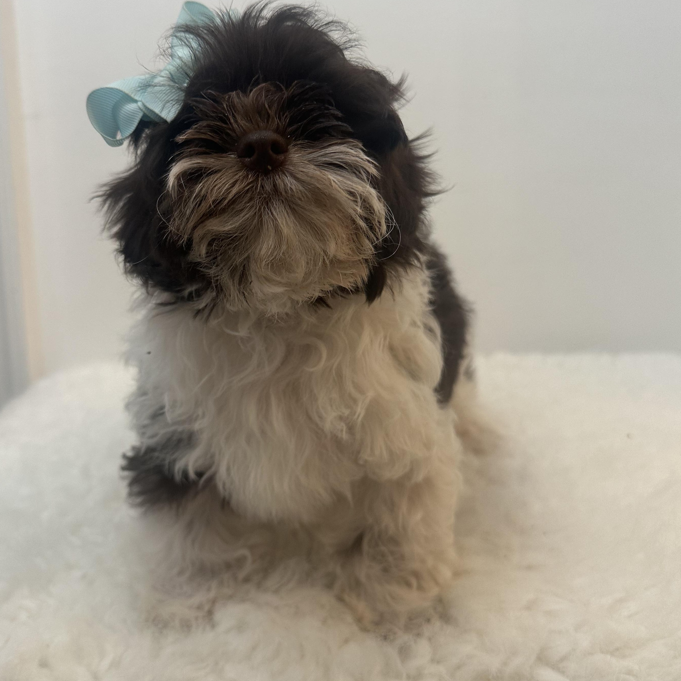 Geneva , a ADOPTABLE Shih poo in Wrightstown, NJ image 3/6