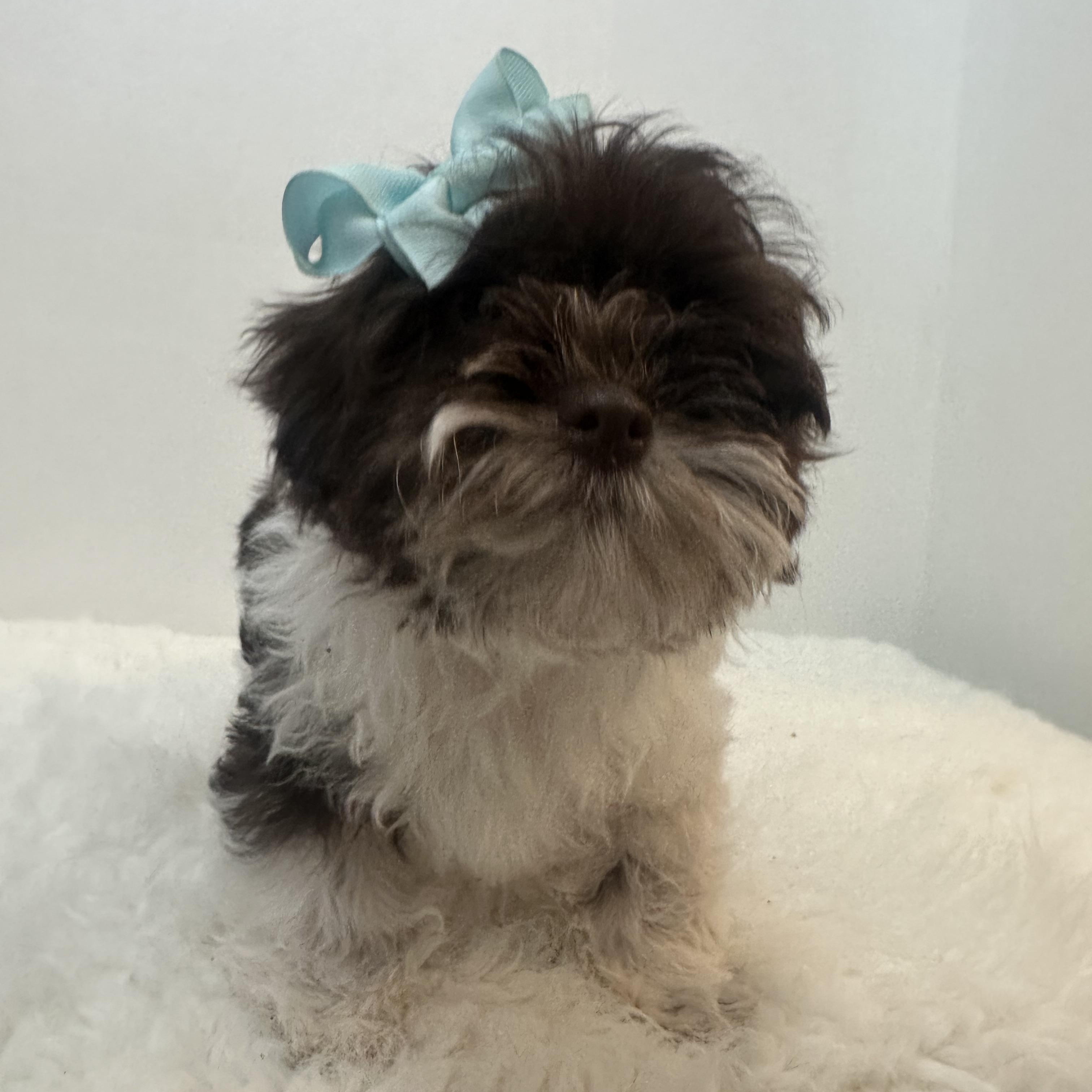 Geneva , a ADOPTABLE Shih poo in Wrightstown, NJ image 4/6