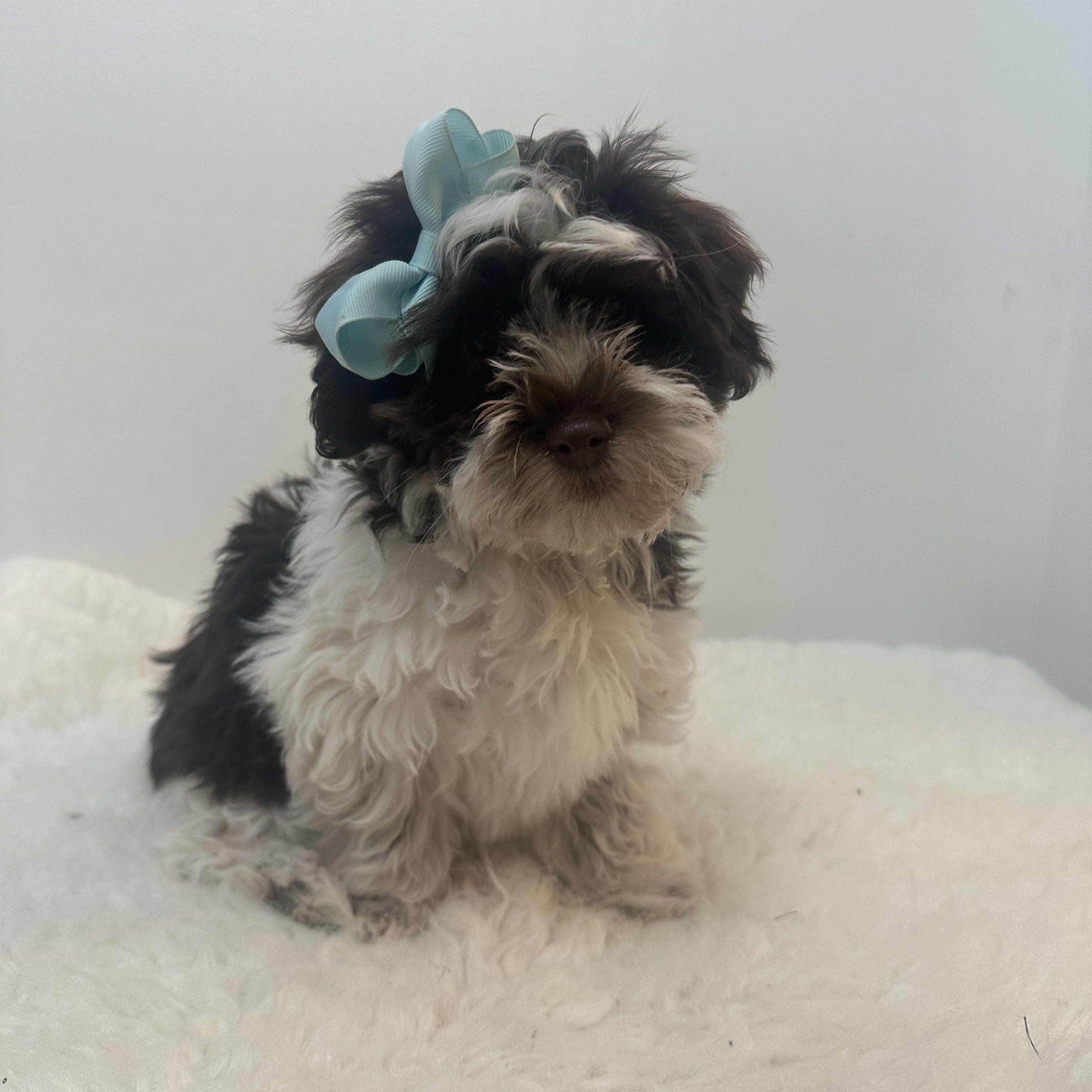 Geneva , a ADOPTABLE Shih poo in Wrightstown, NJ image 5/6