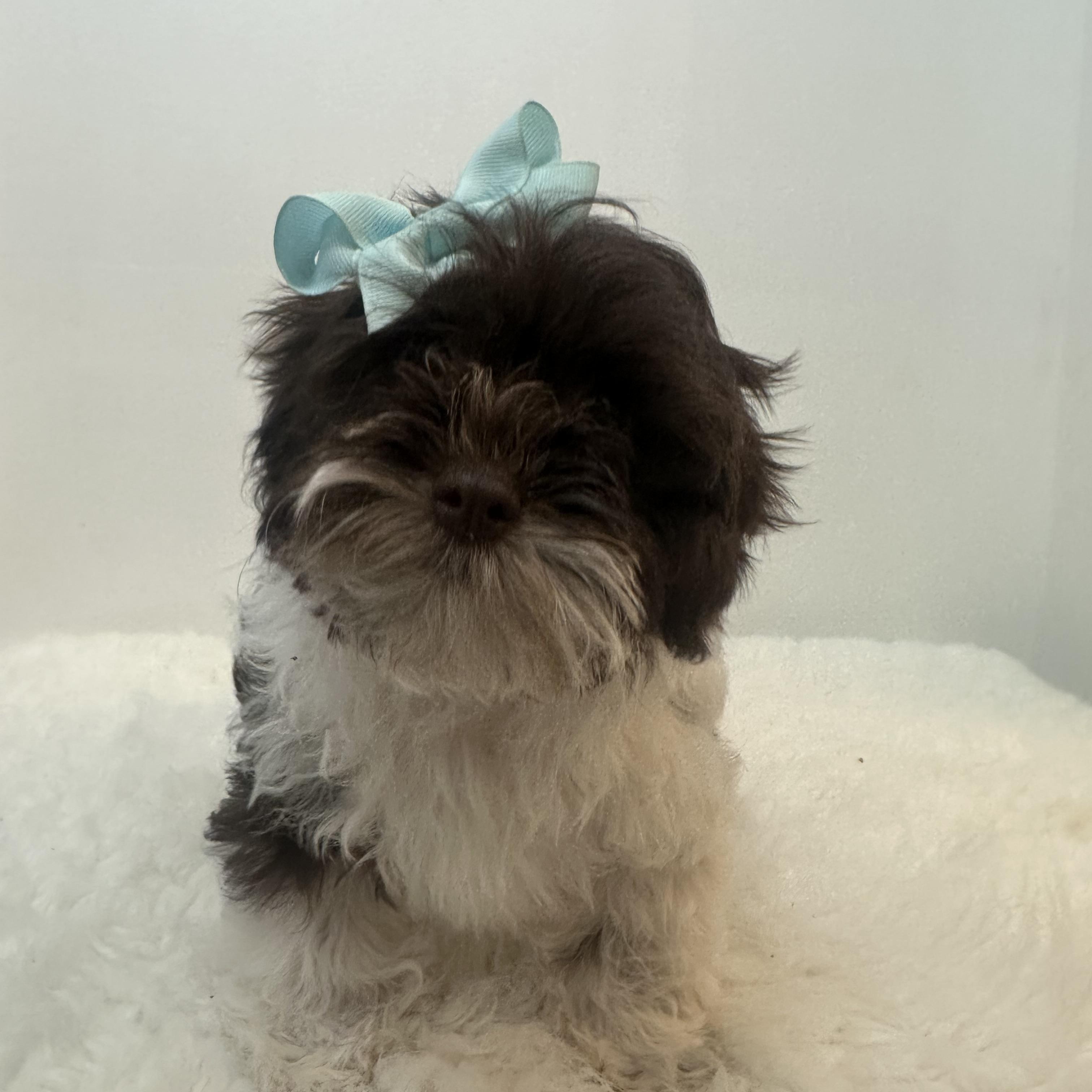 Geneva , ADOPTABLE, Puppy Female Shih poo.