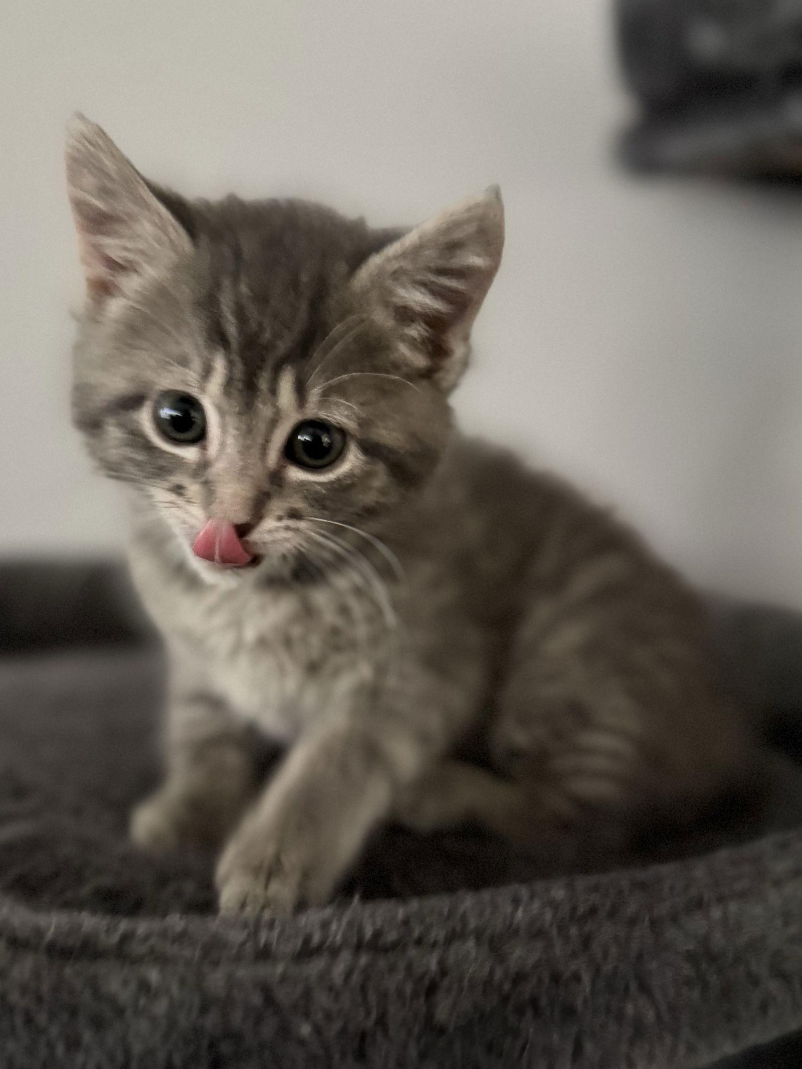 Carl, Adopted, Young Female Domestic Short Hair.