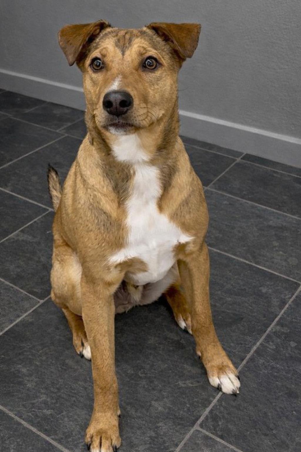 Enlarge Hercules, a Adoptable mixed breed in Pleasant Valley, NY image 4/5