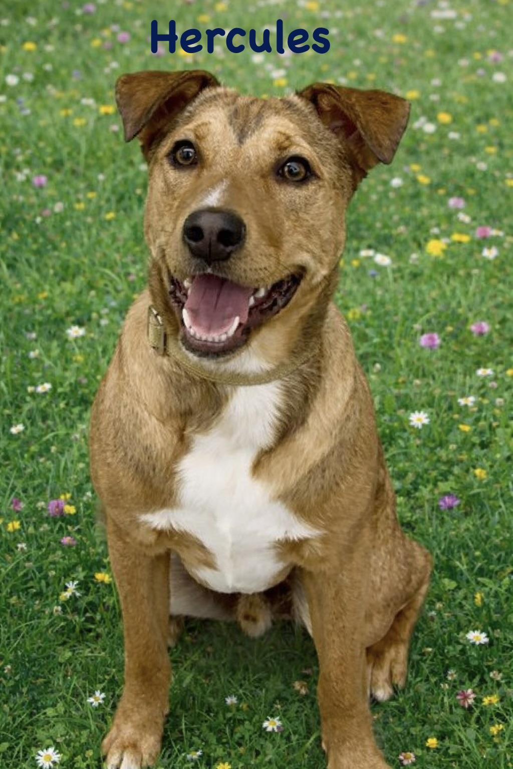 Enlarge Hercules, a Adoptable mixed breed in Pleasant Valley, NY image 2/5