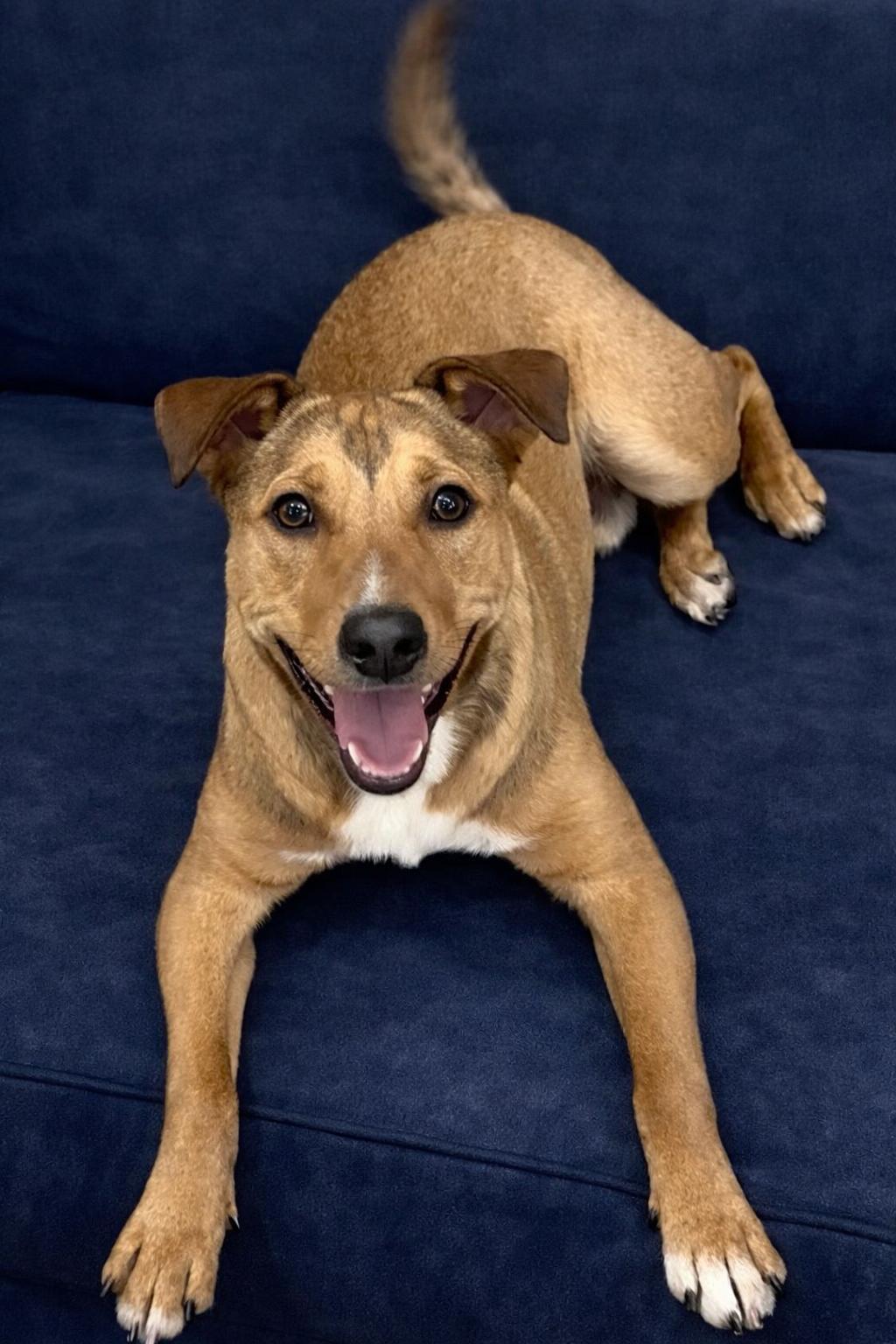Hercules, Adoptable, Young Male Labrador Retriever.