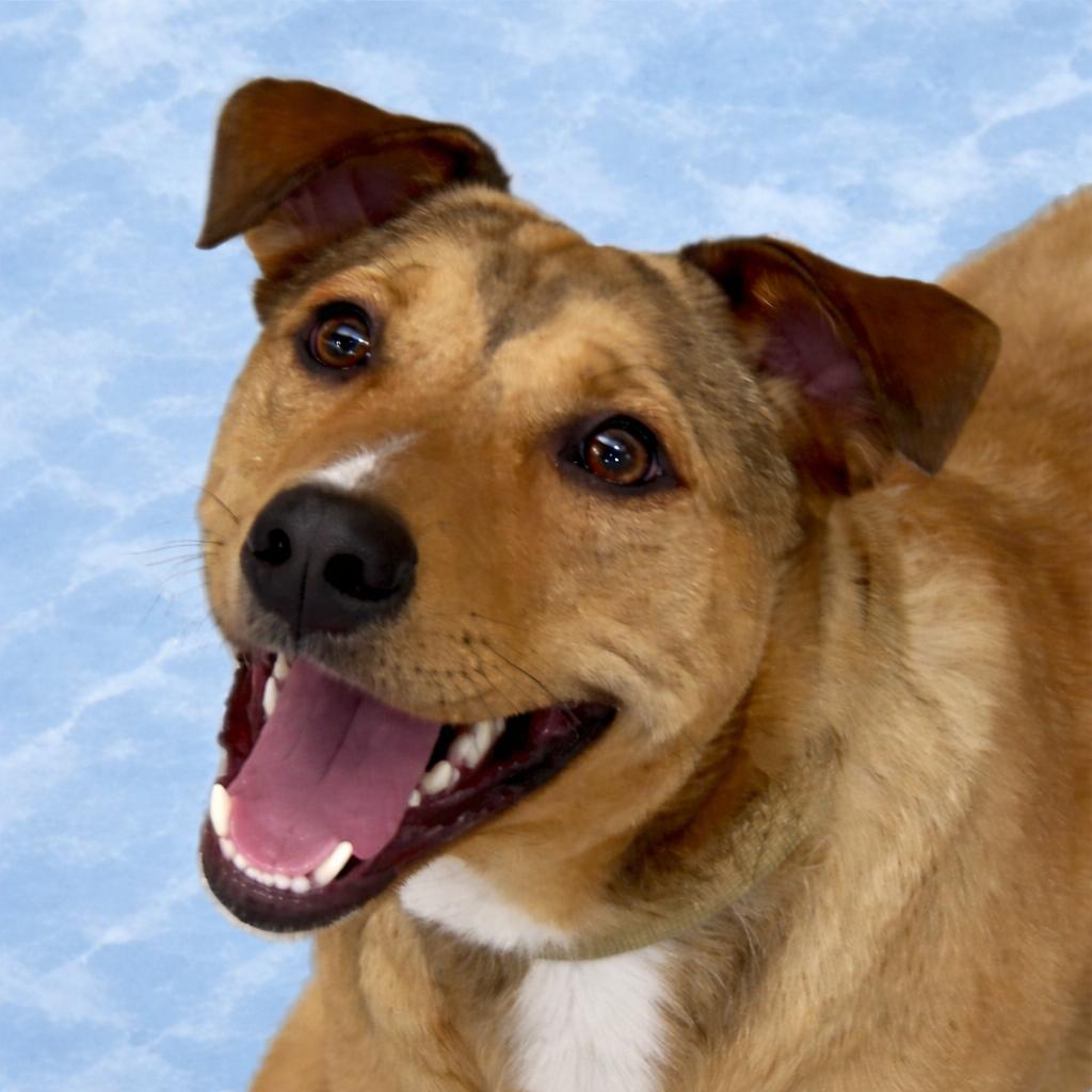 Enlarge Hercules, a Adoptable mixed breed in Pleasant Valley, NY image 5/5