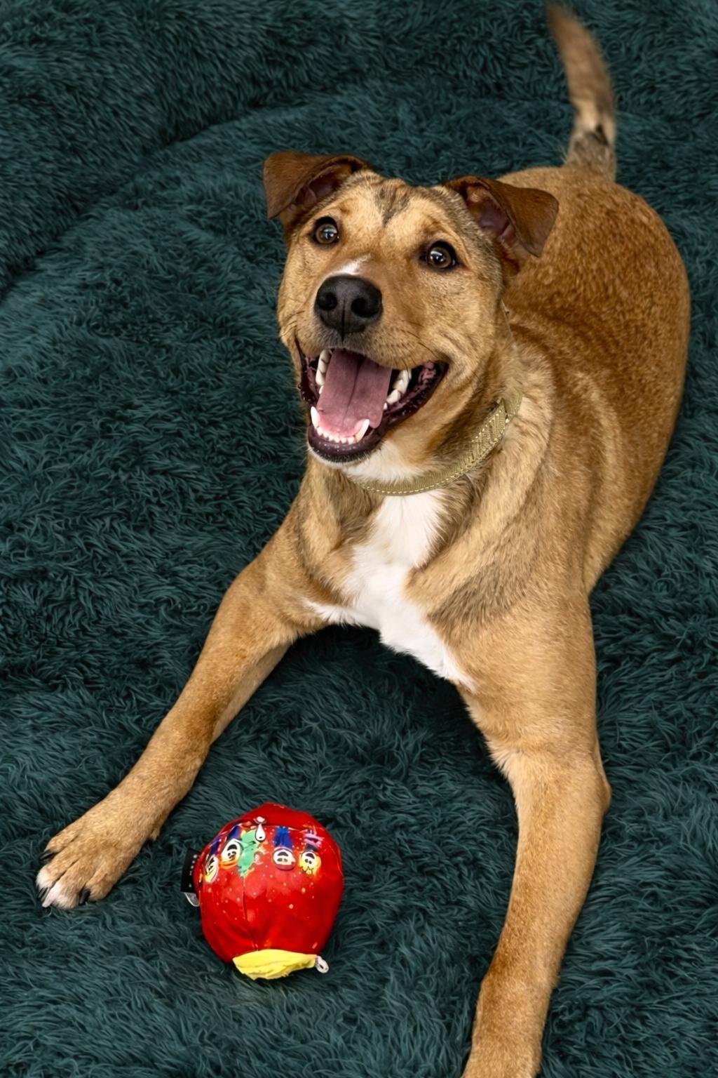 Enlarge Hercules, a Adoptable mixed breed in Pleasant Valley, NY image 3/5