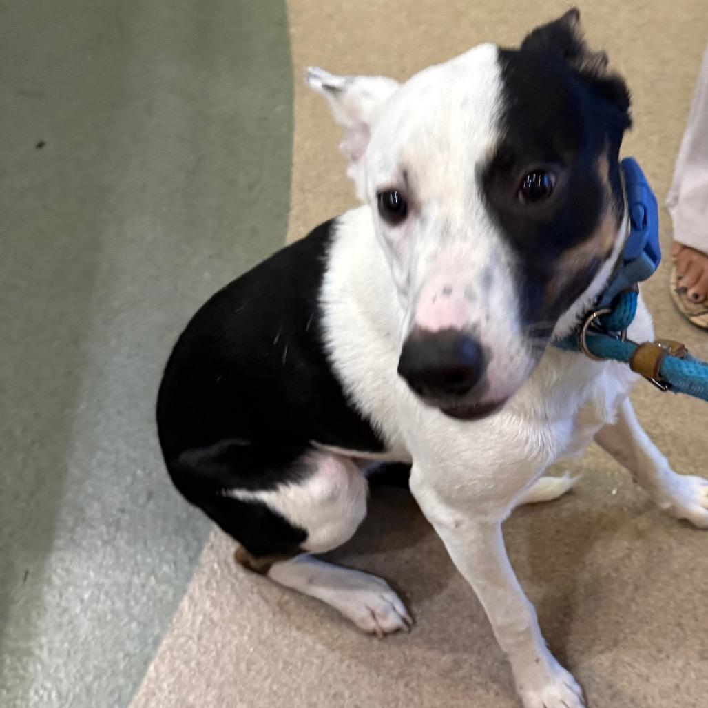 MUNCY, Adoptable, Young Male Border Collie & Mixed Breed.