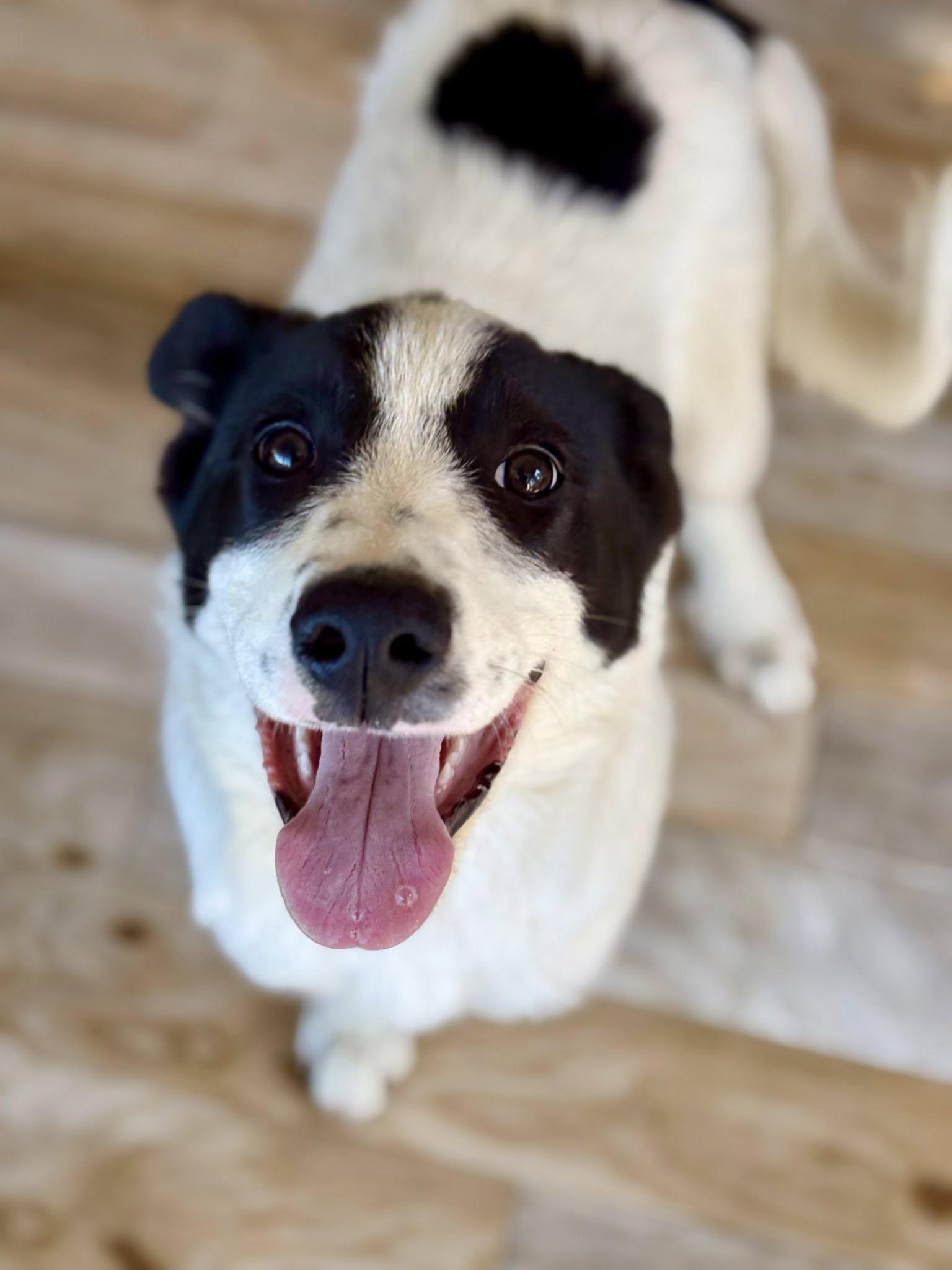 Yukon, Adoptable, Young Male Great Pyrenees & Border Collie.