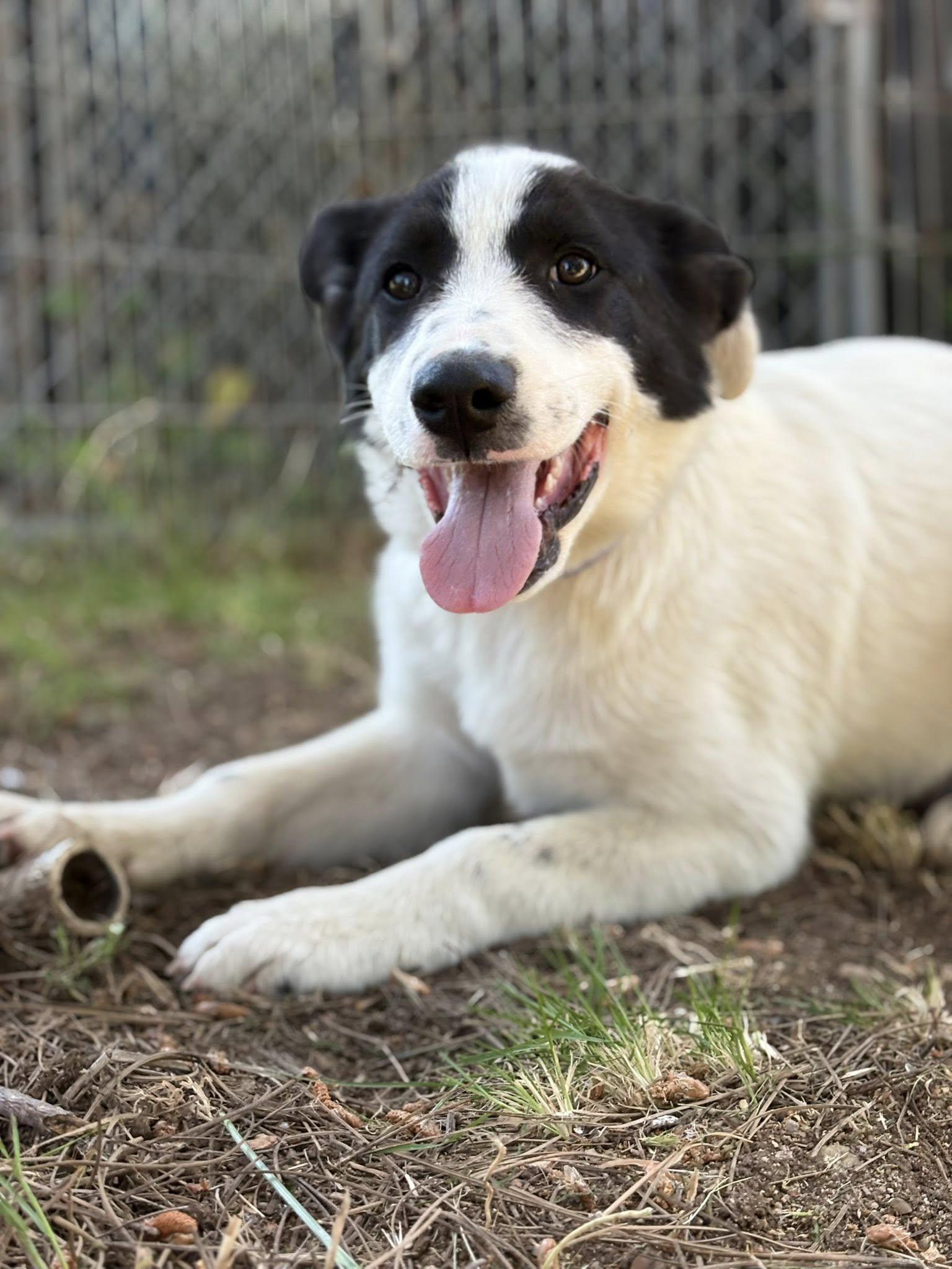 Yukon, a Adoptable mixed breed in Paso Robles, CA image 2/3